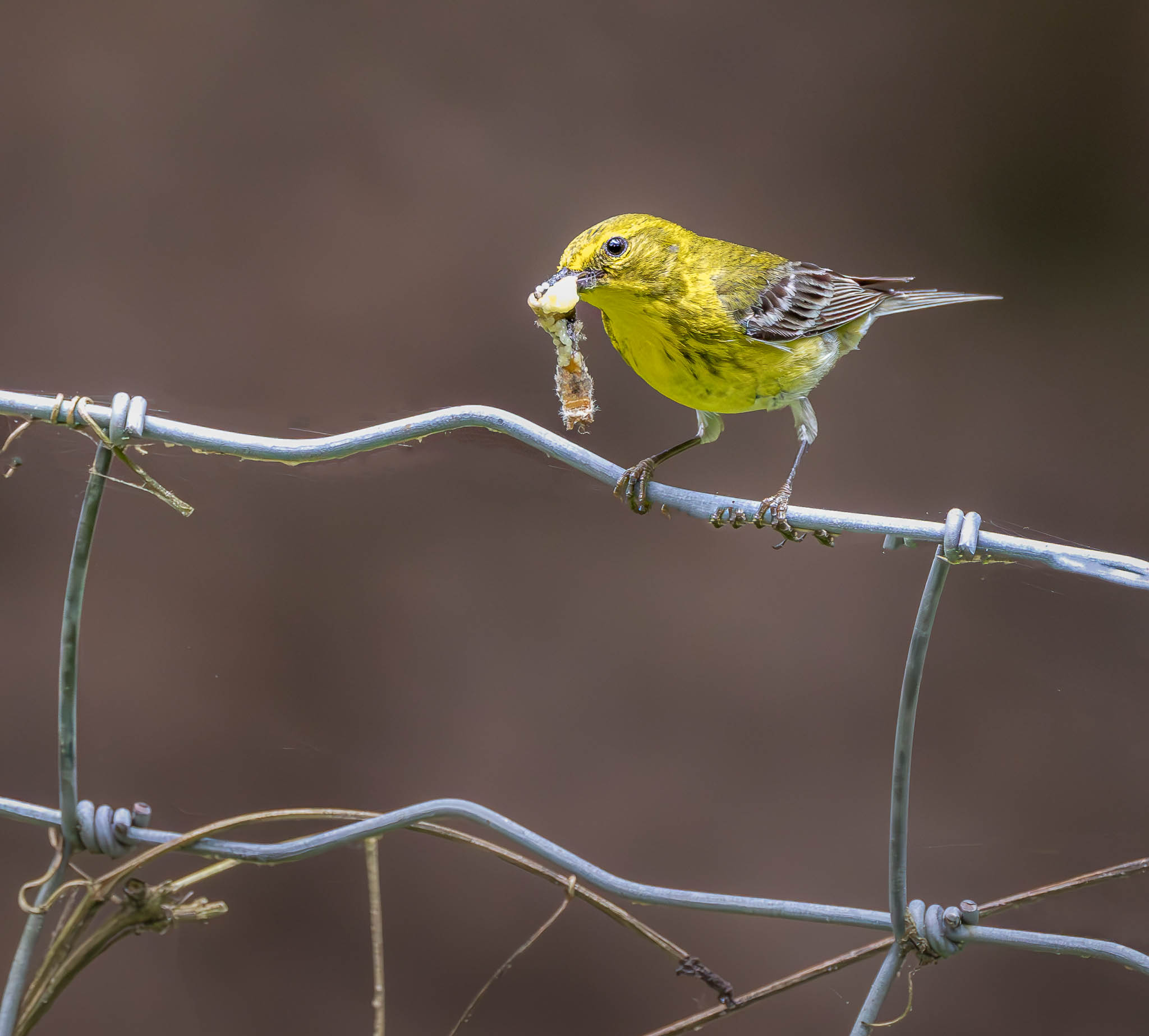 Pine Warbler