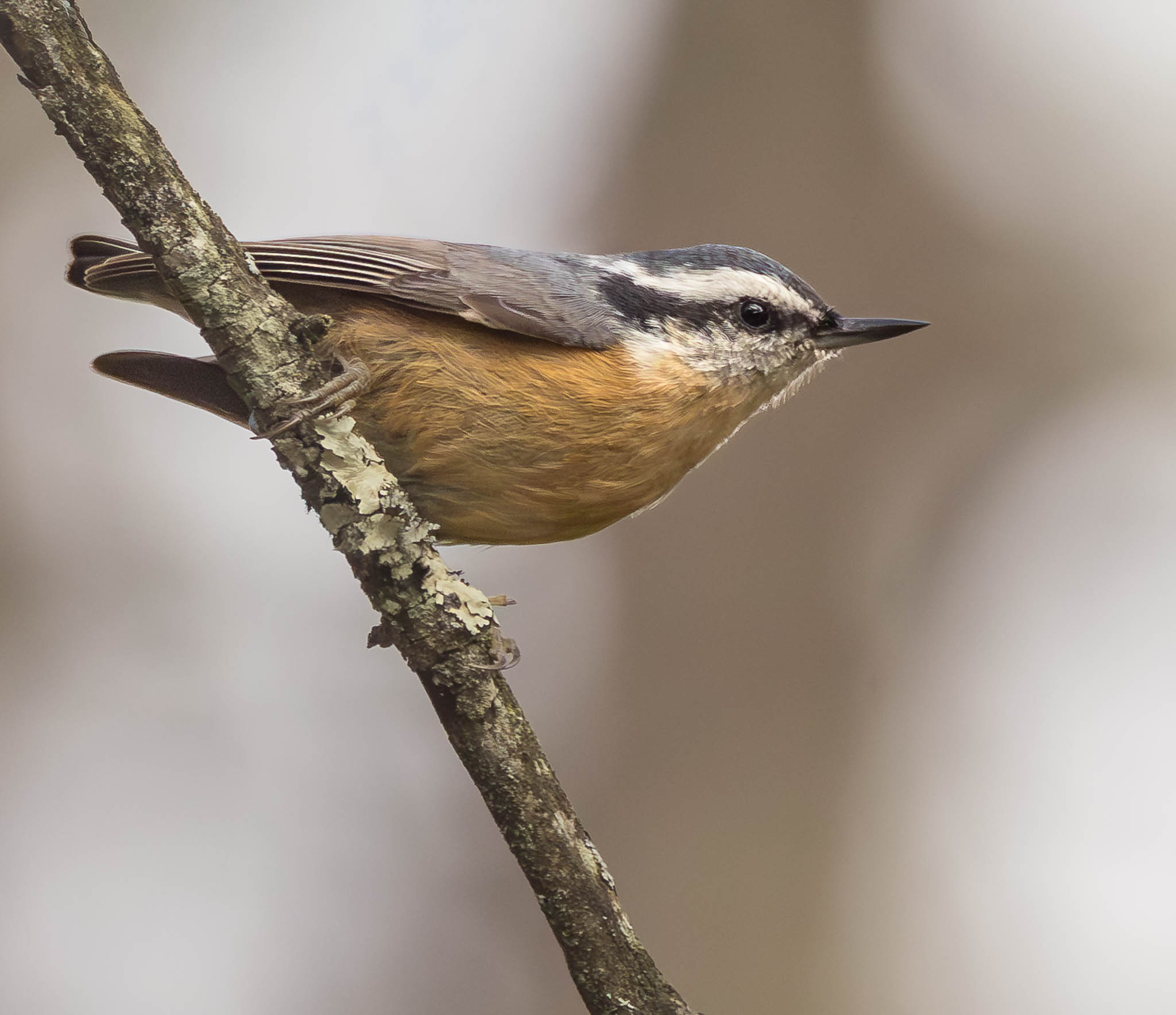 Red-Breasted Nuthatch
