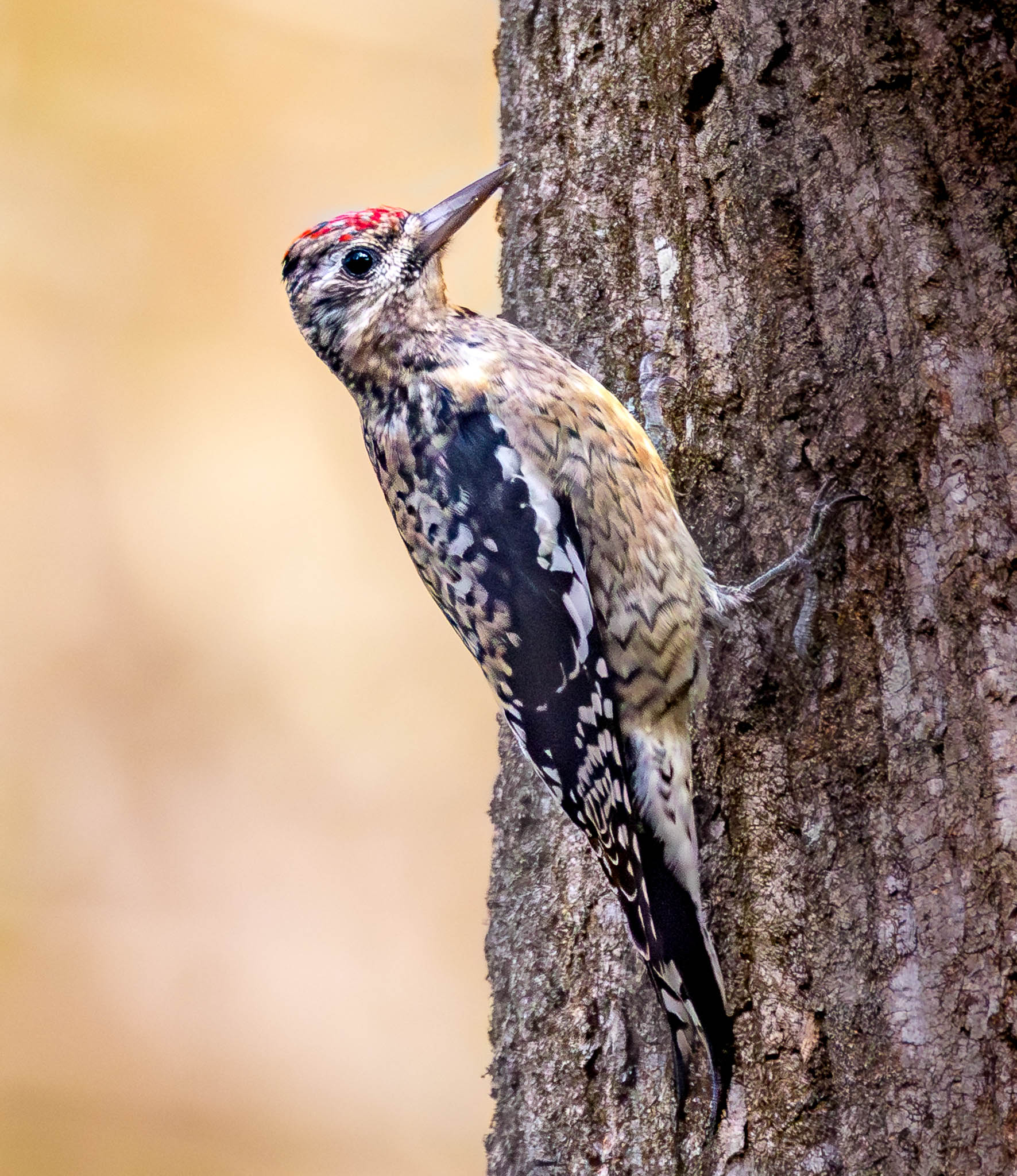 Yellow-Bellied Sapsucker