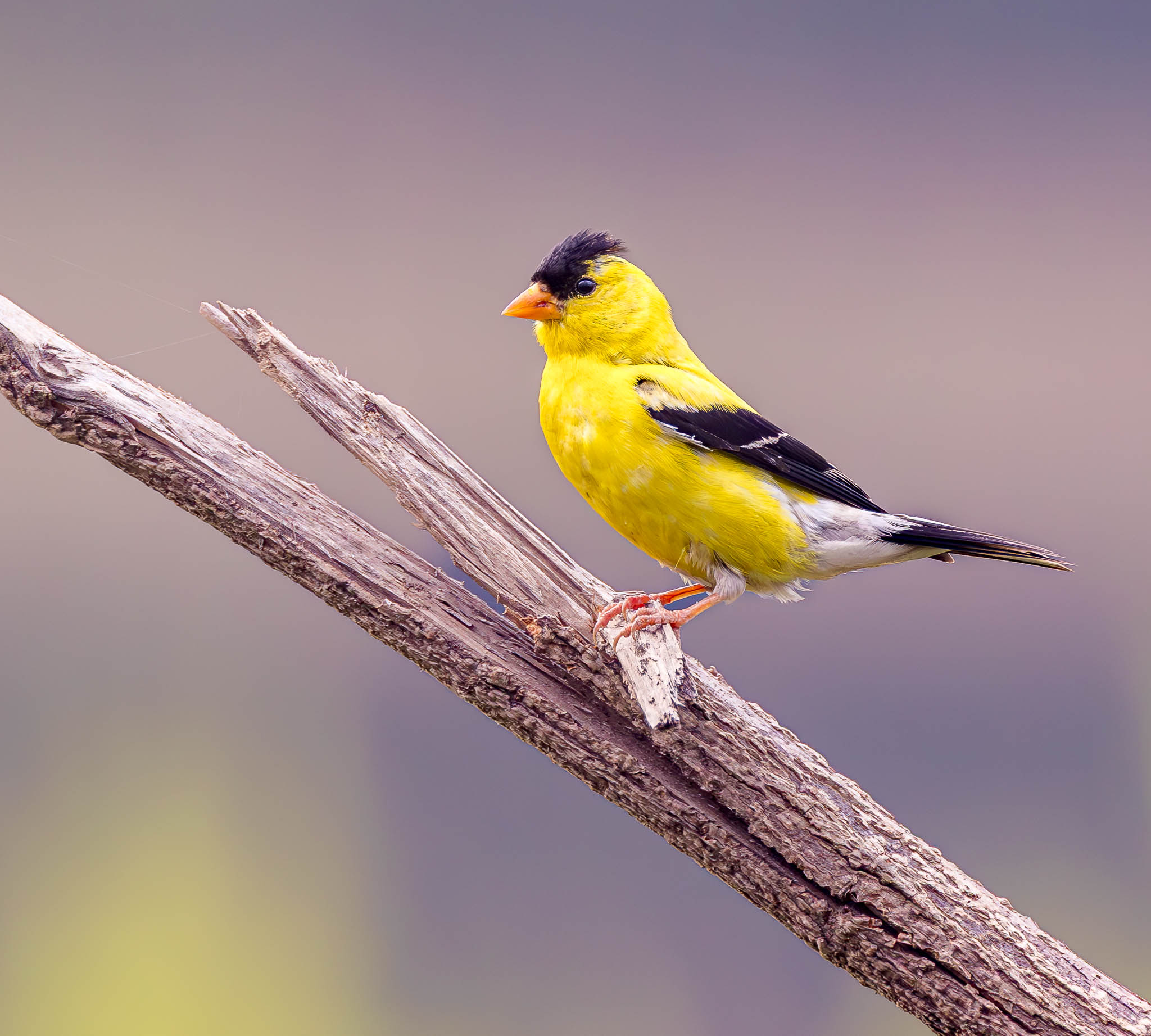 American Goldfinch