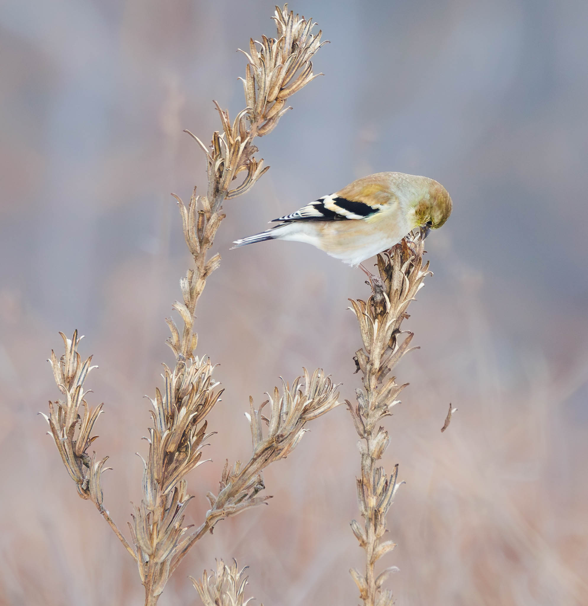 American Goldfinch