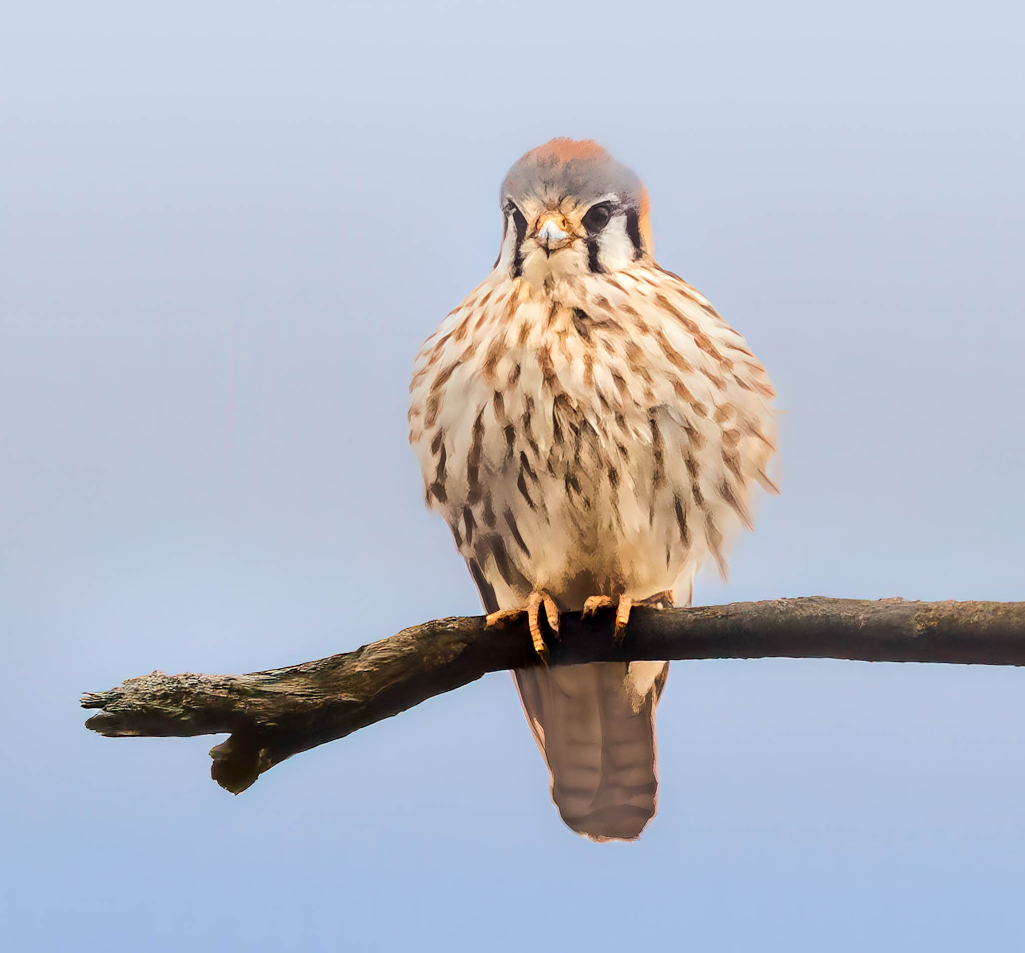 American Kestrel