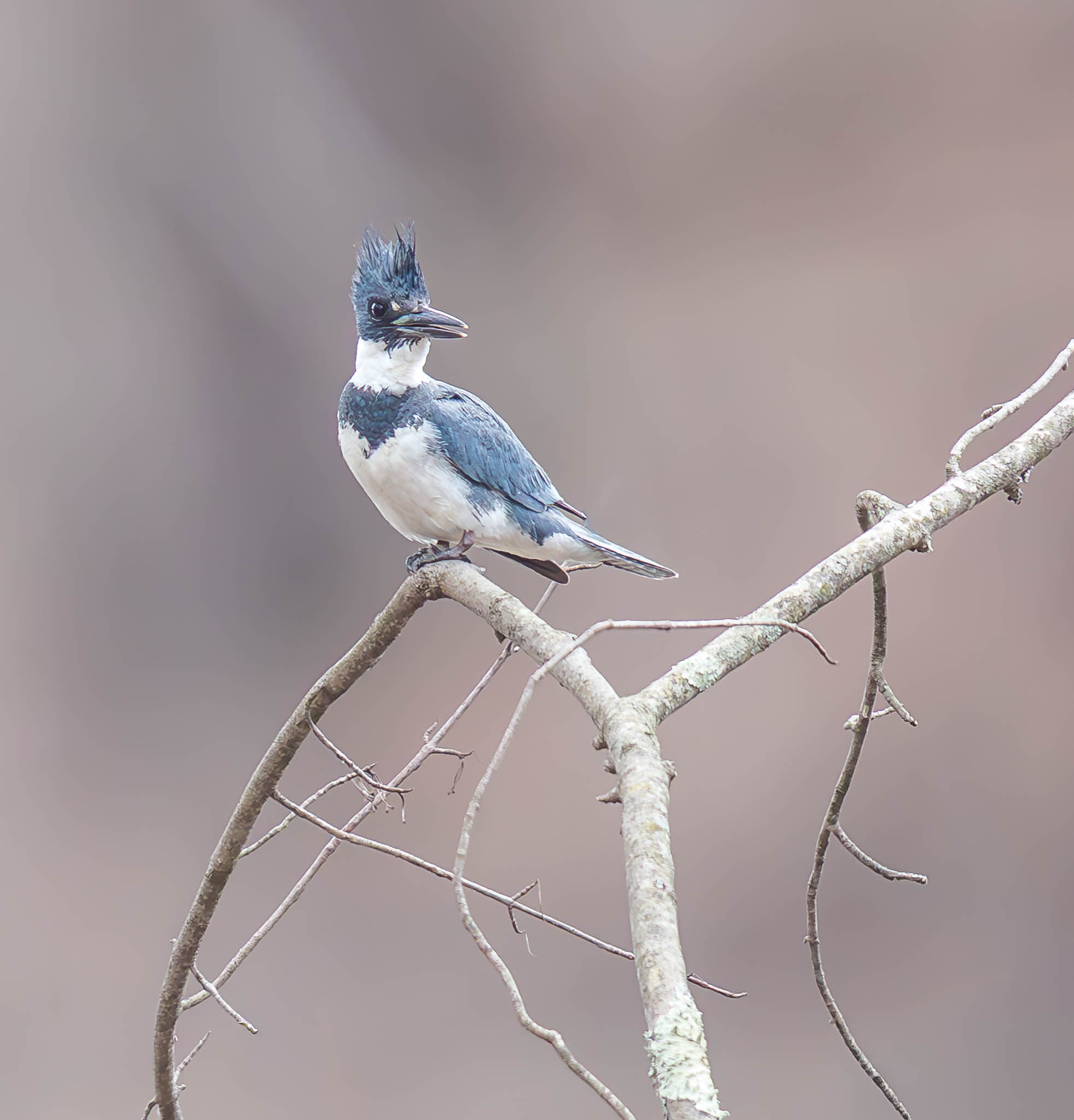 Belted Kingfisher