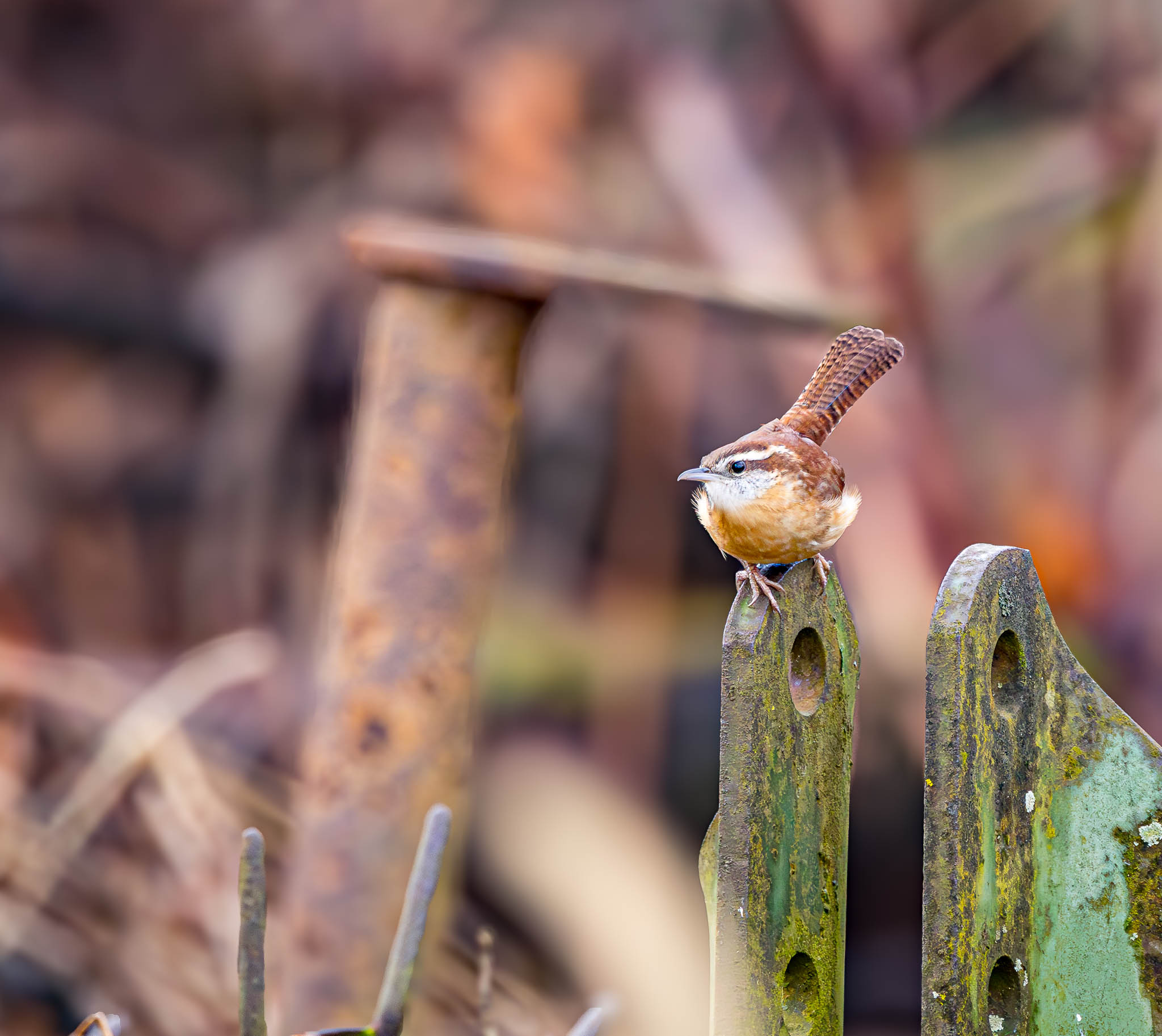 Carolina Wren