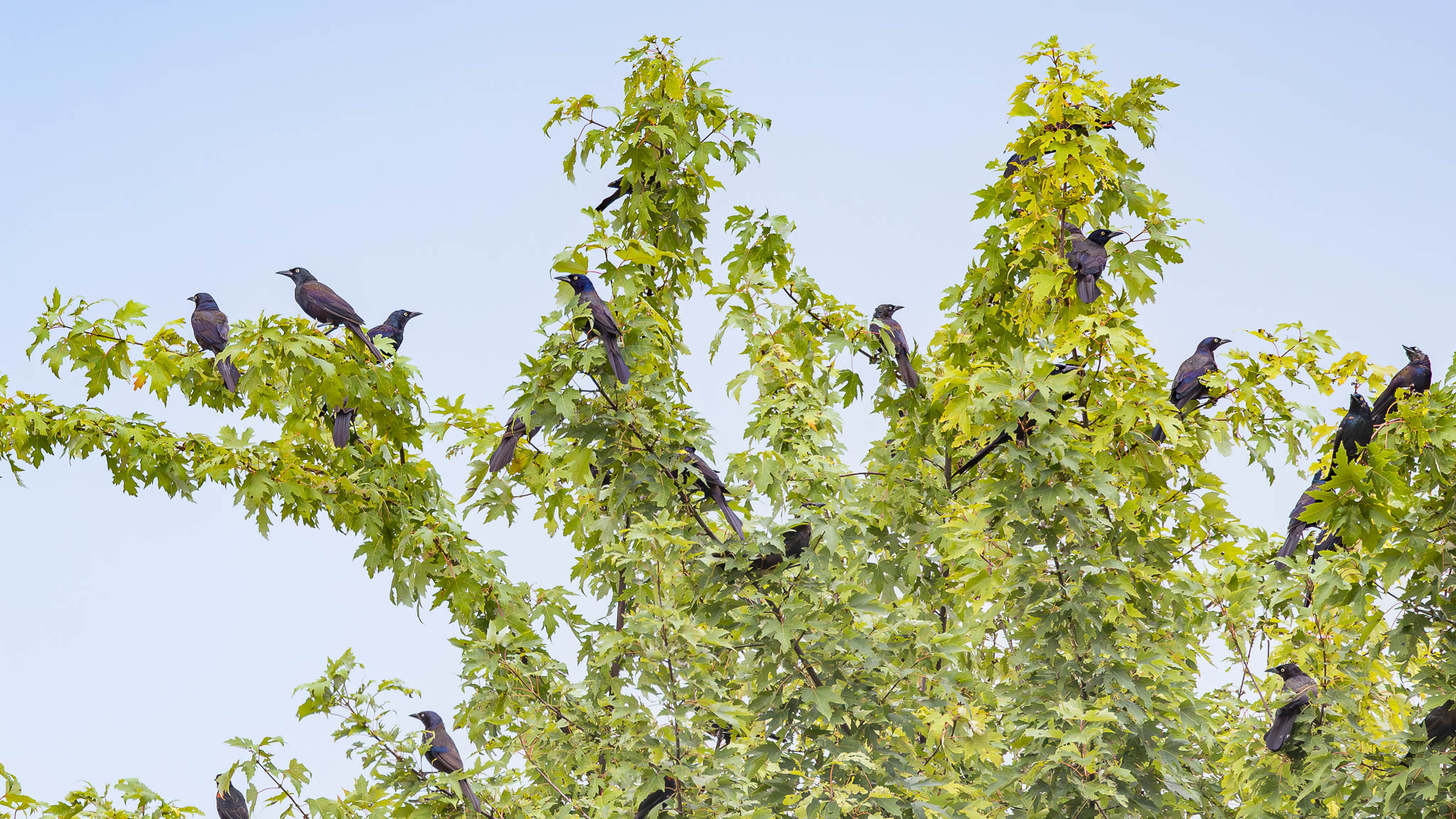 Common Grackles