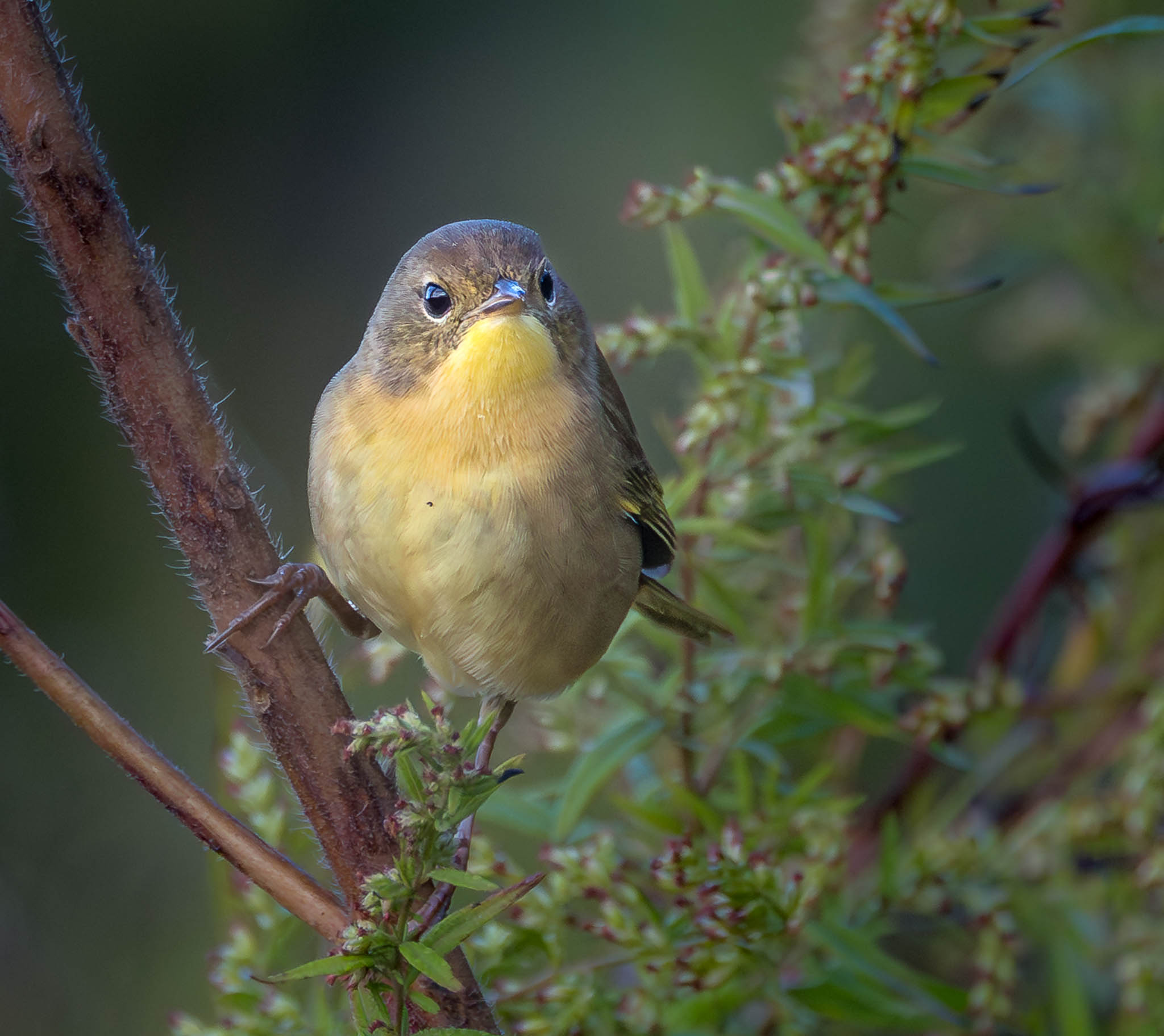 Common Yellowthroat