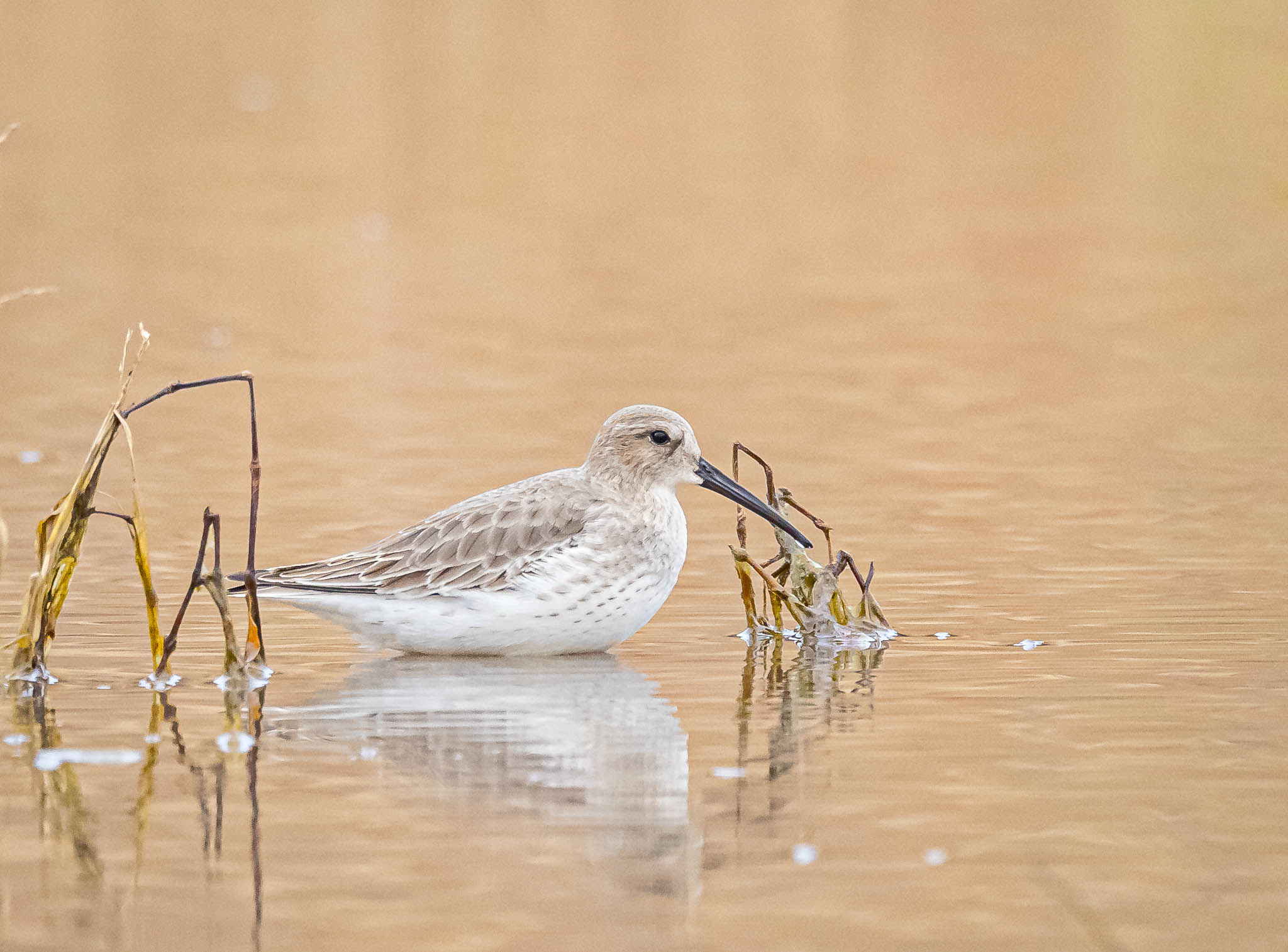 Dunlin