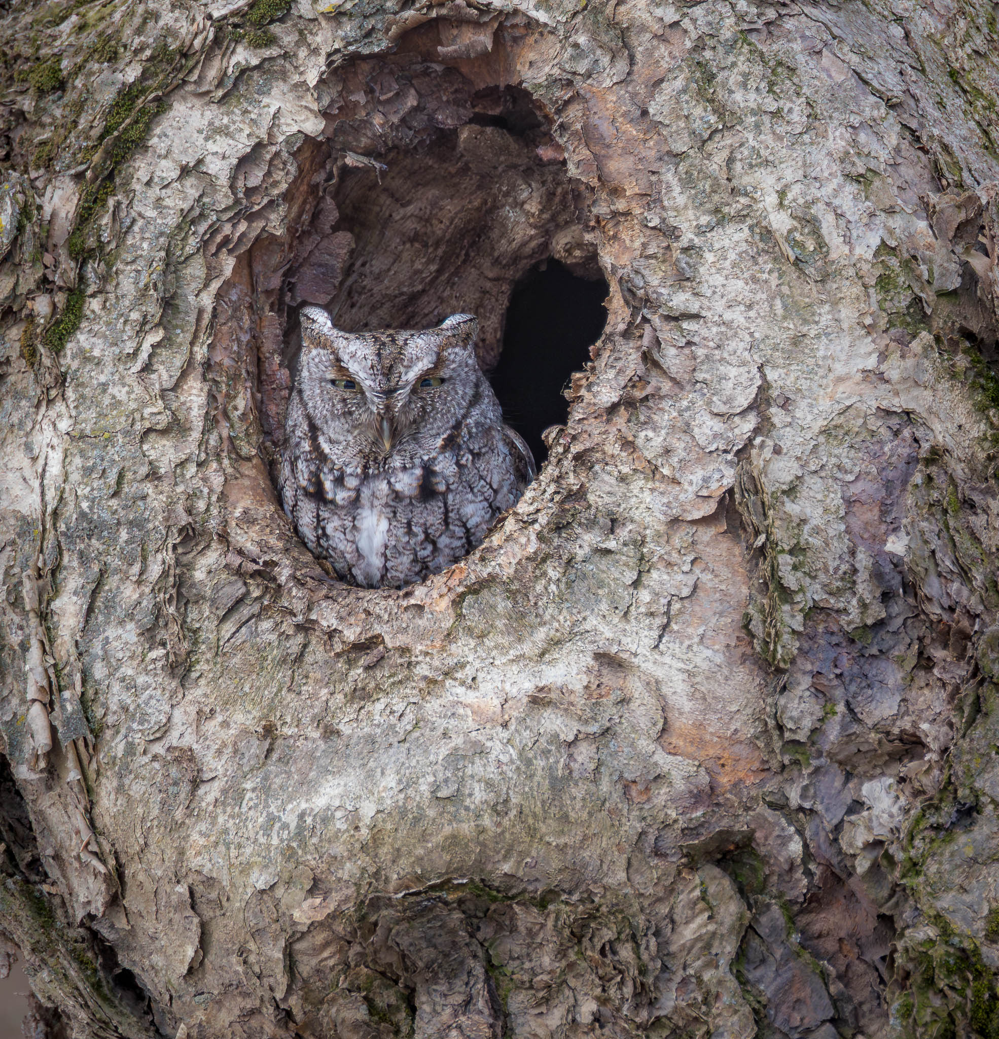 Eastern Screech Owl