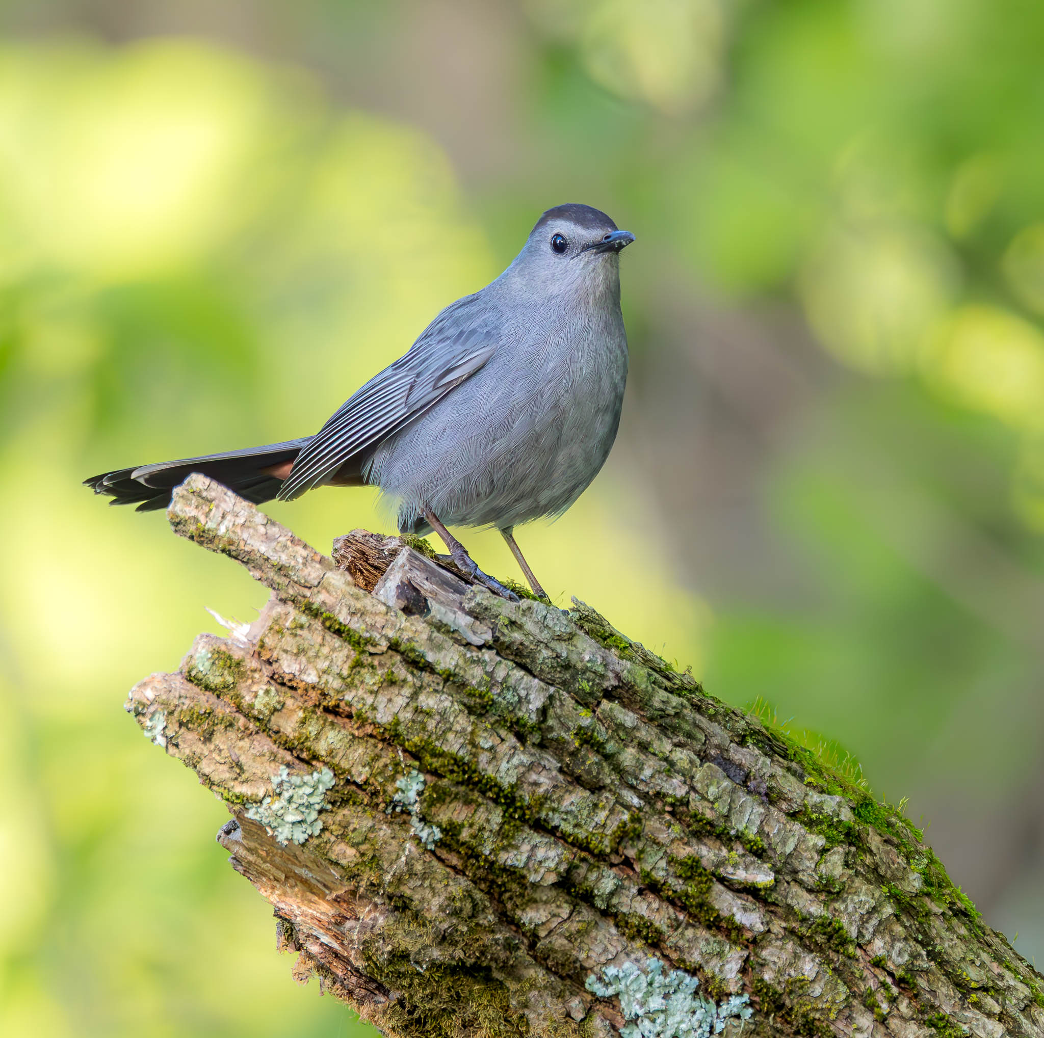 Gray Catbird