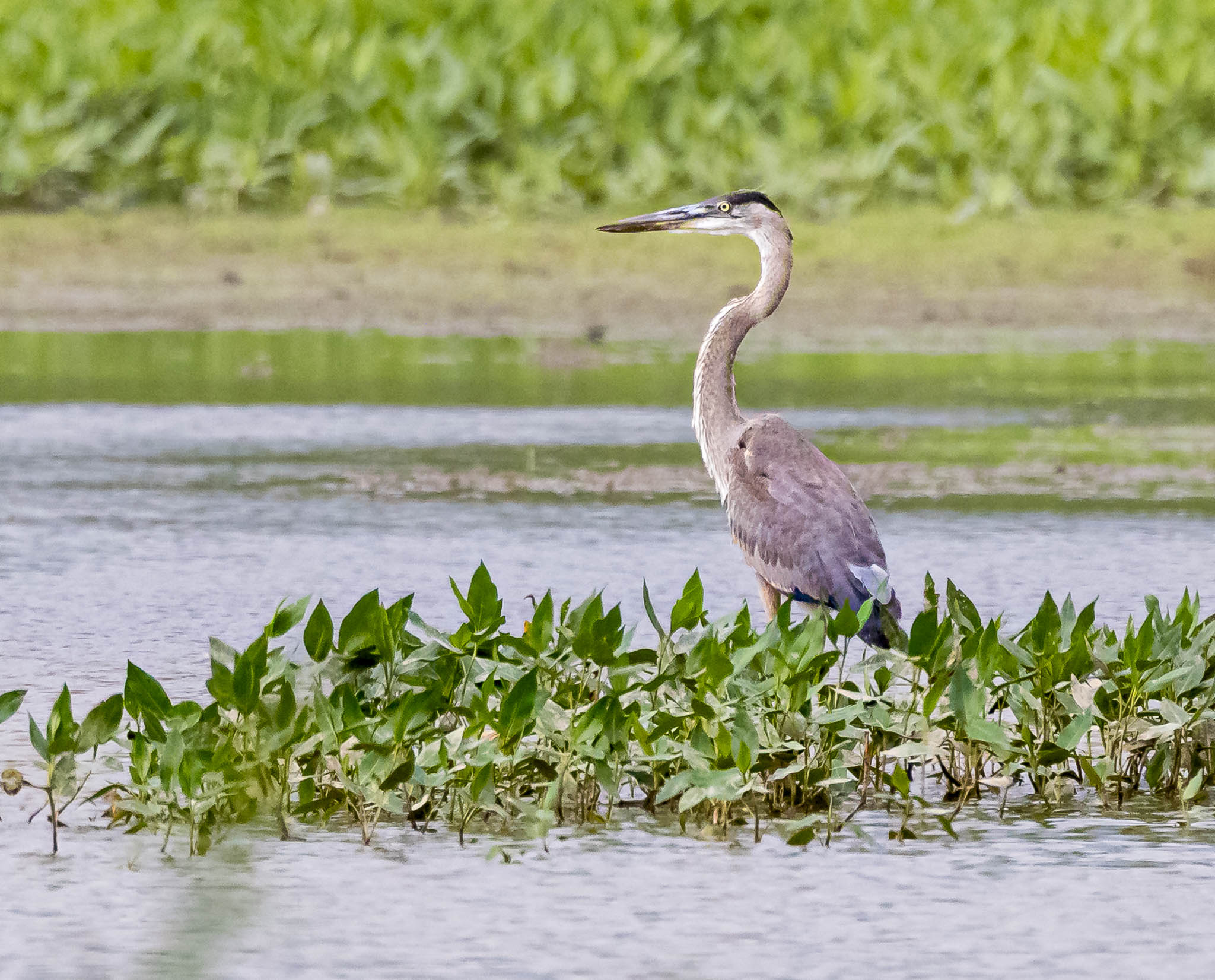 Great Blue Heron