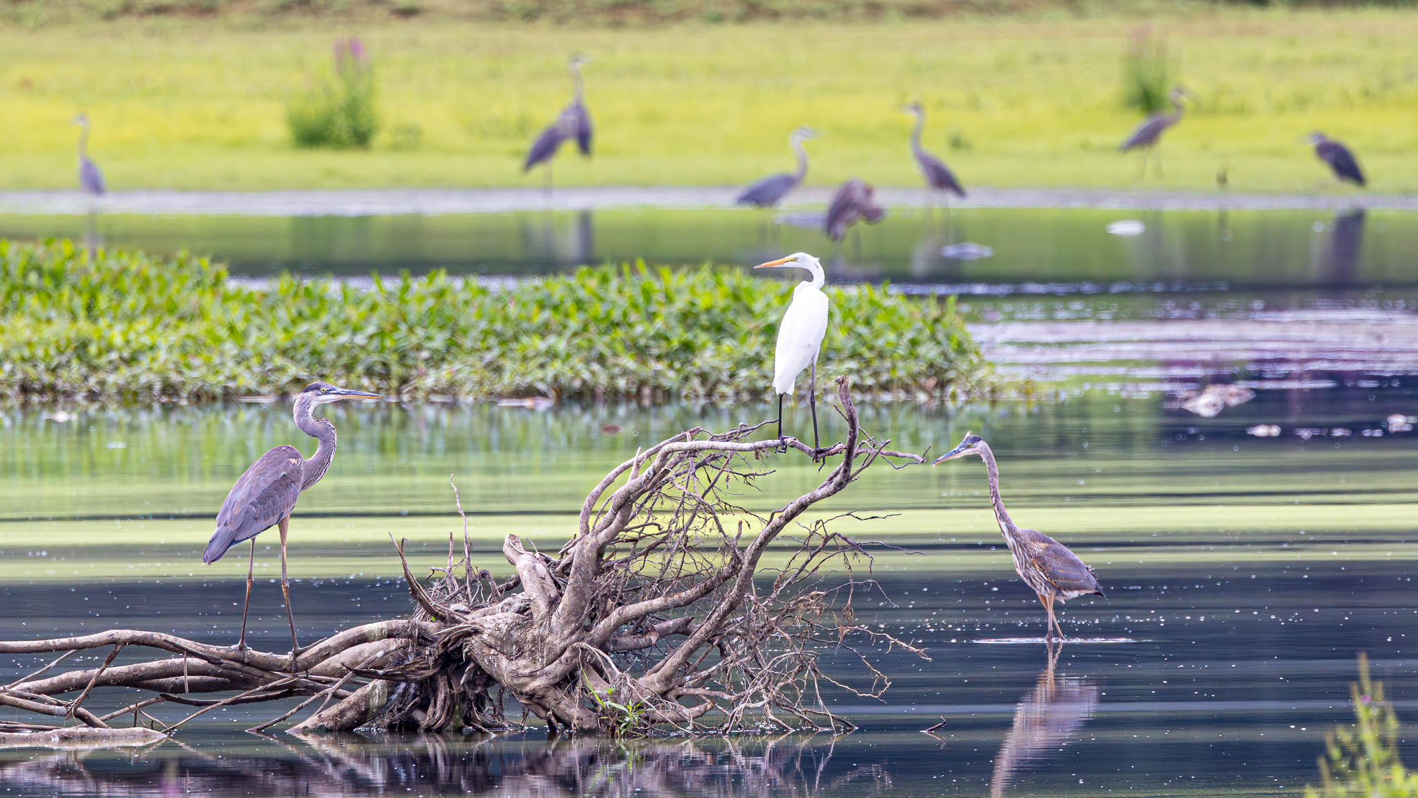 Great Egret & Great Blue Herons