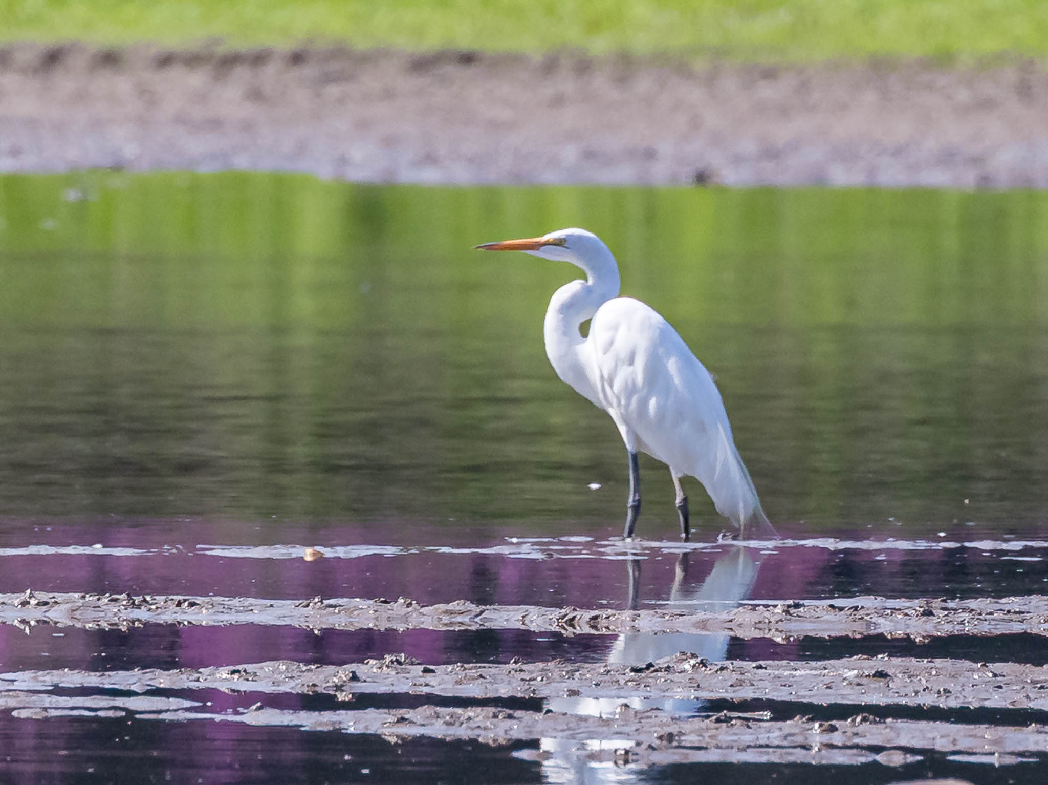 Great Egret