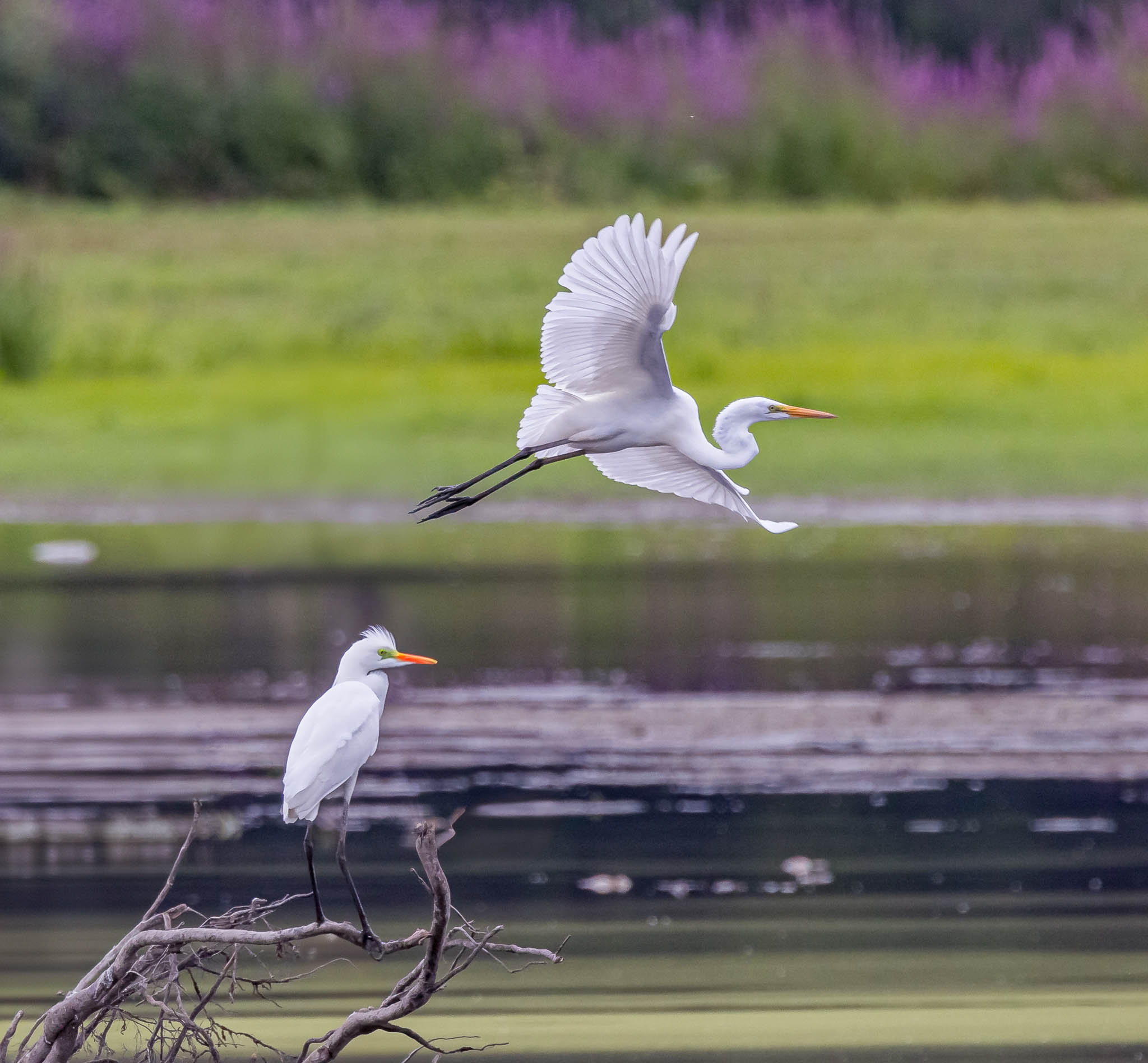 Great Egret