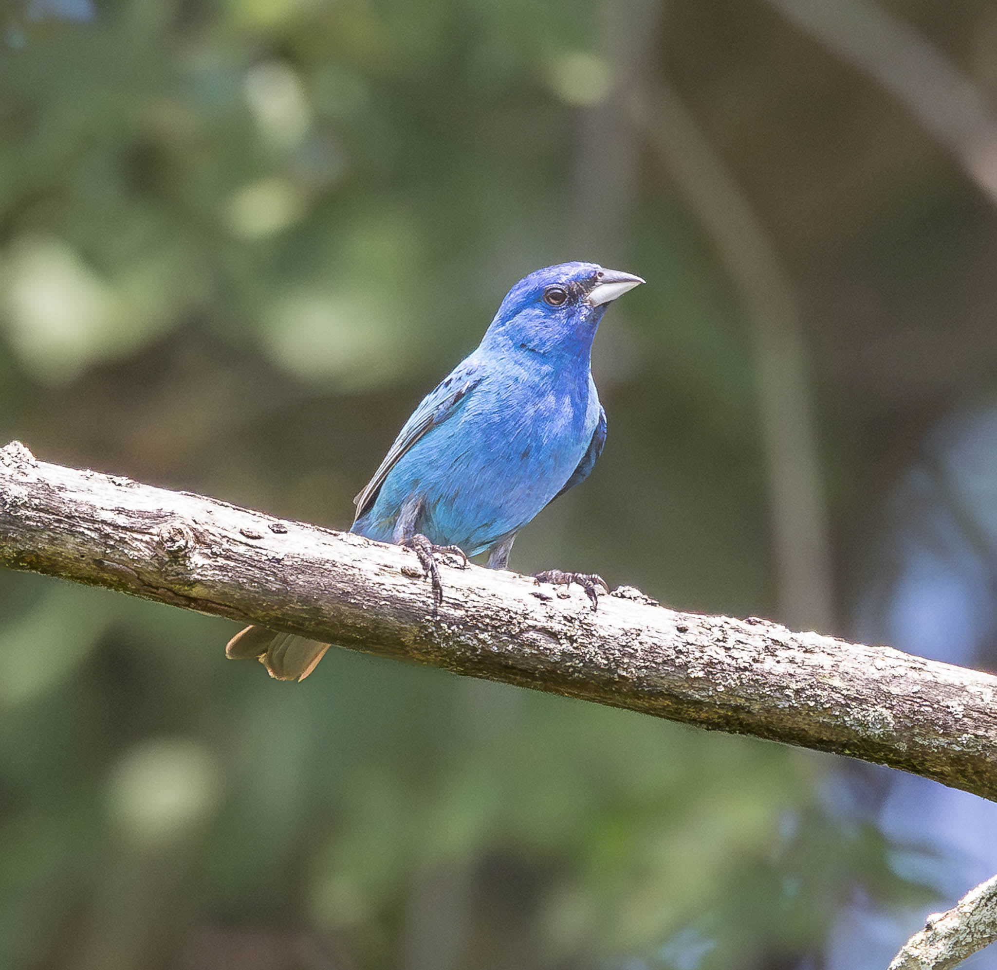 Indigo Bunting