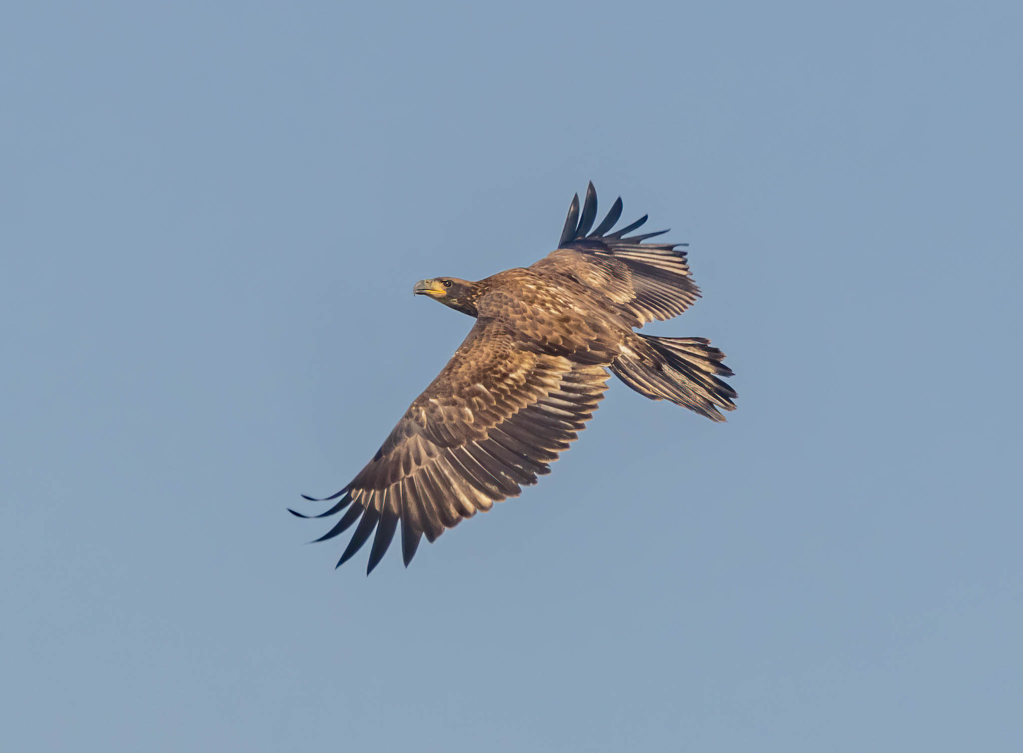Juvenile Bald Eagle