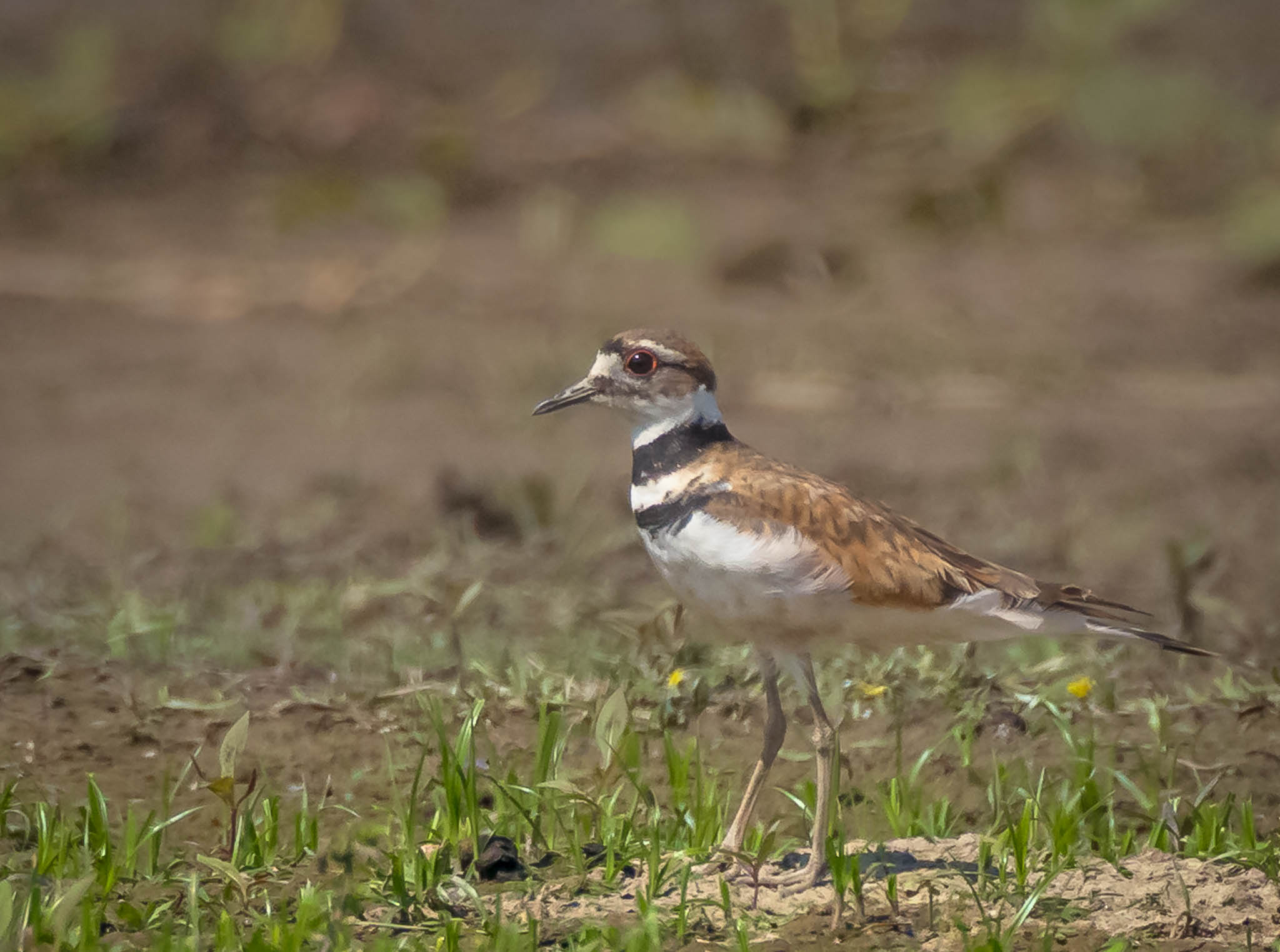 Killdeer