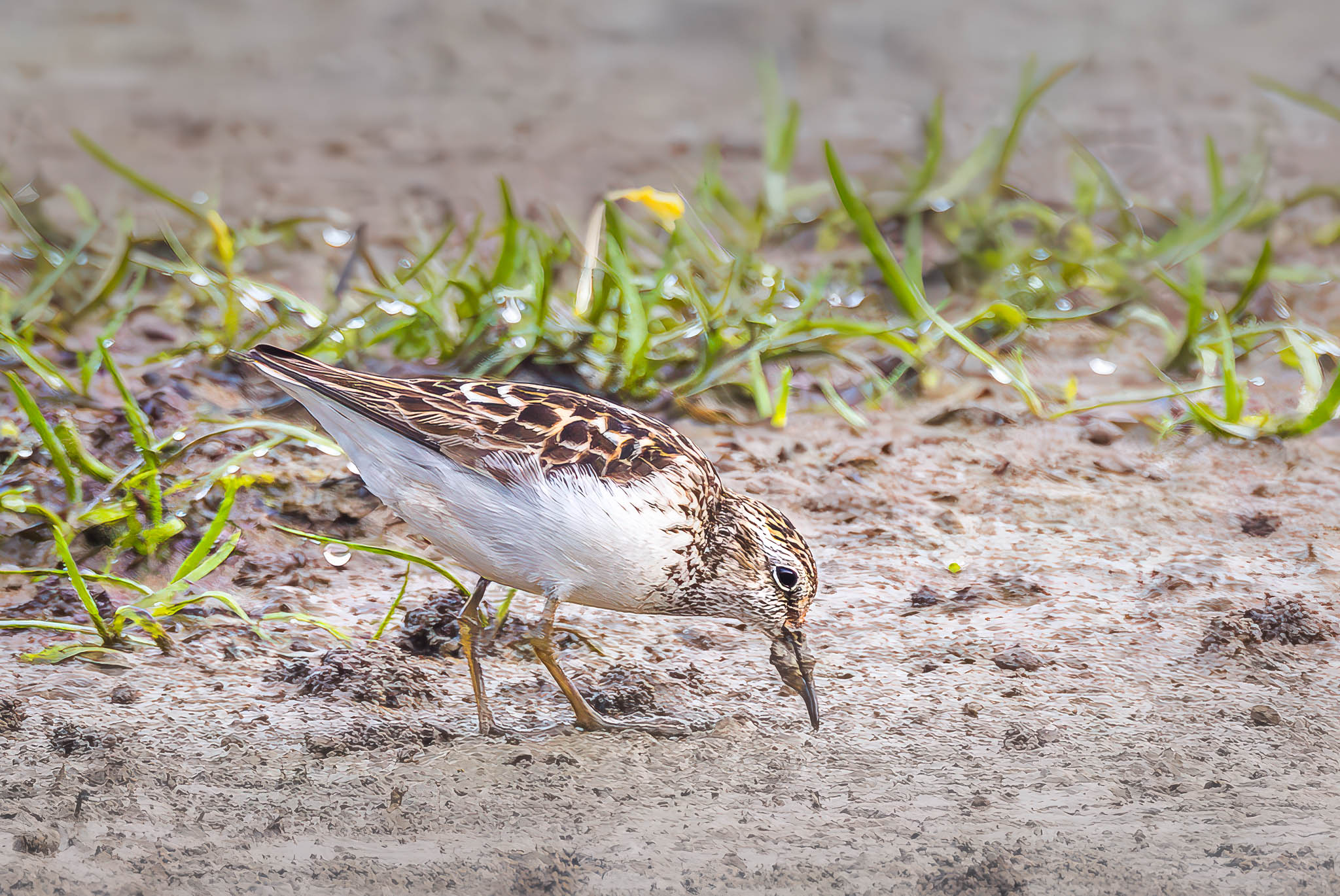 Least Sandpiper