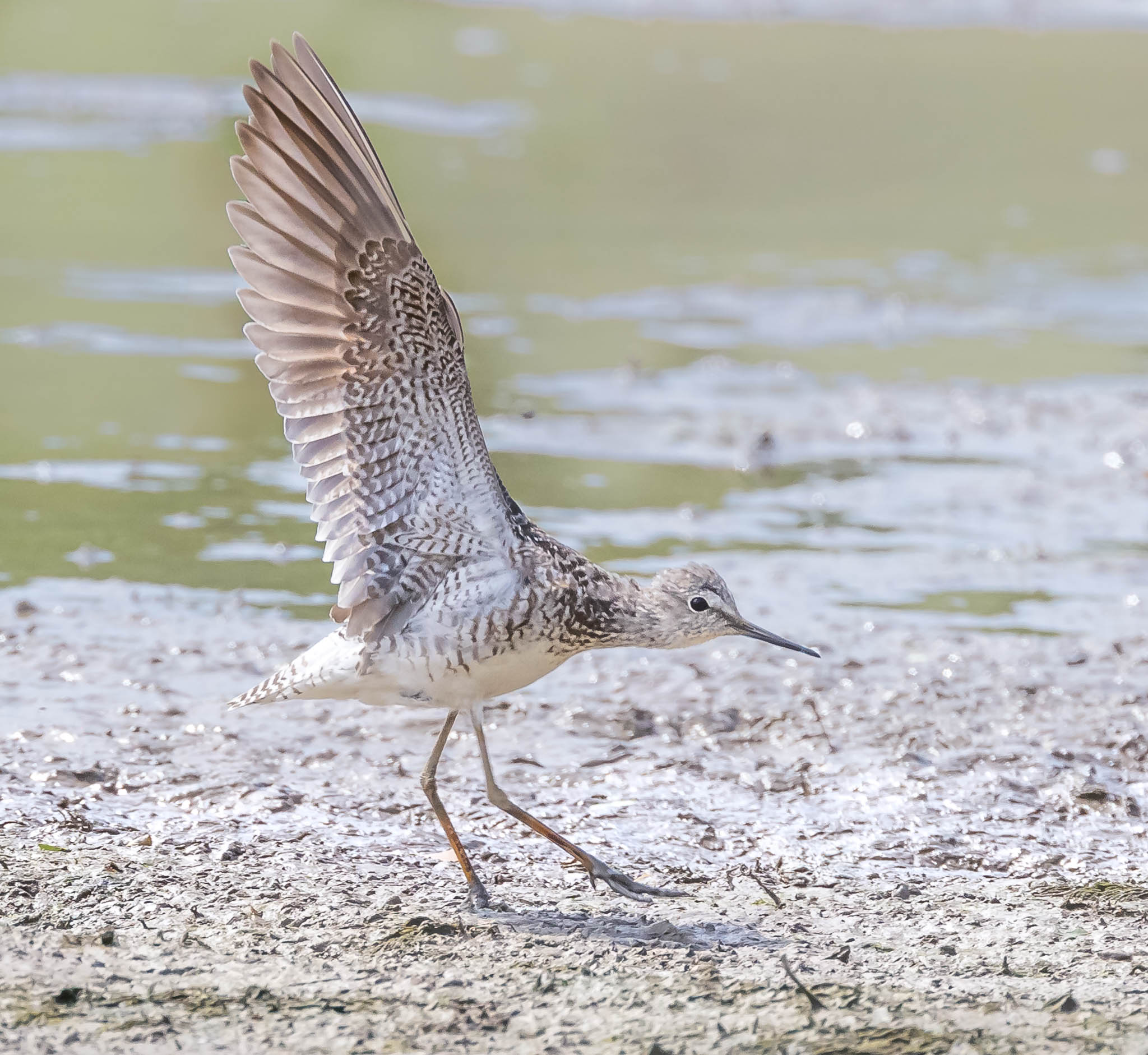 Lesser Yellowlegs