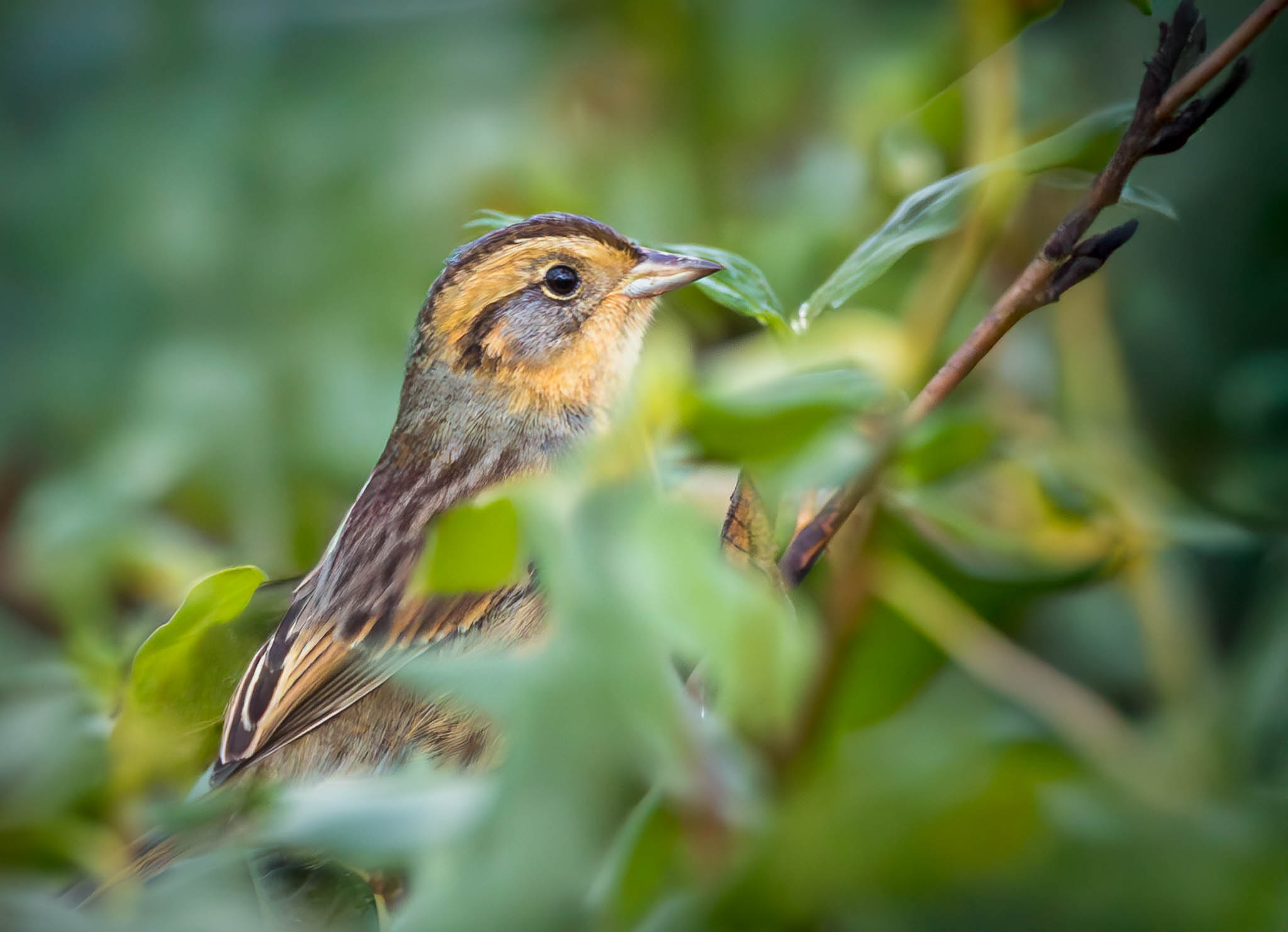 Nelson's Sparrow