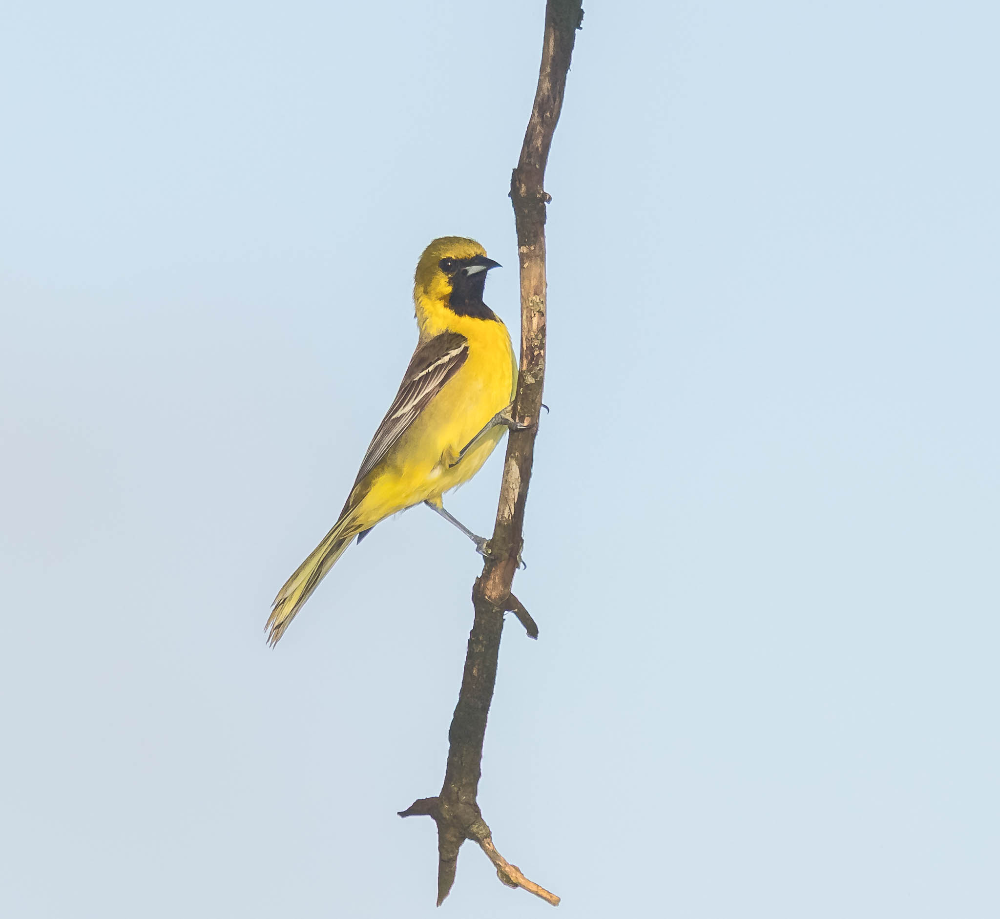 Orchard Oriole