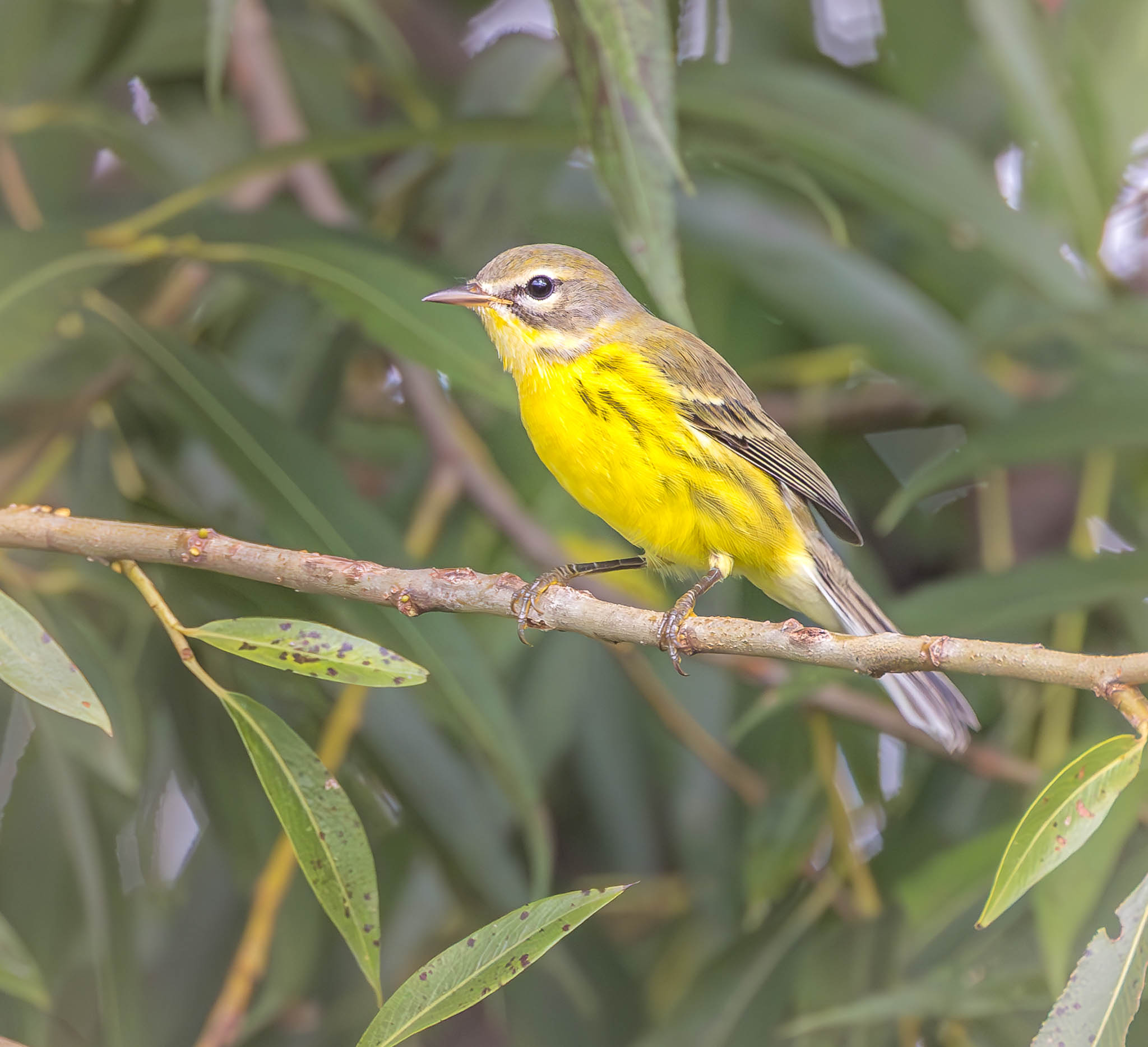 Prairie Warbler