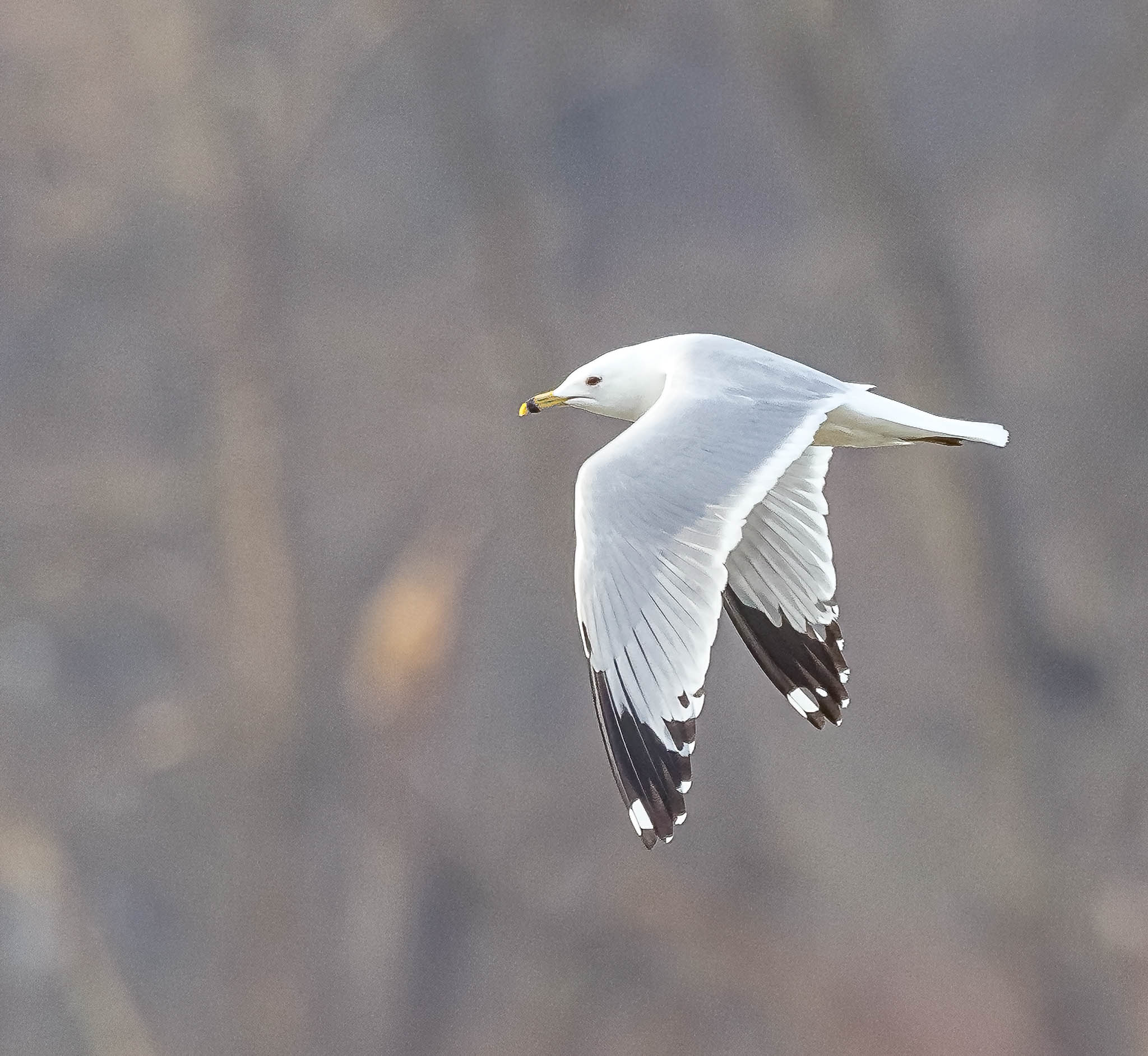 Ring Billed Gull