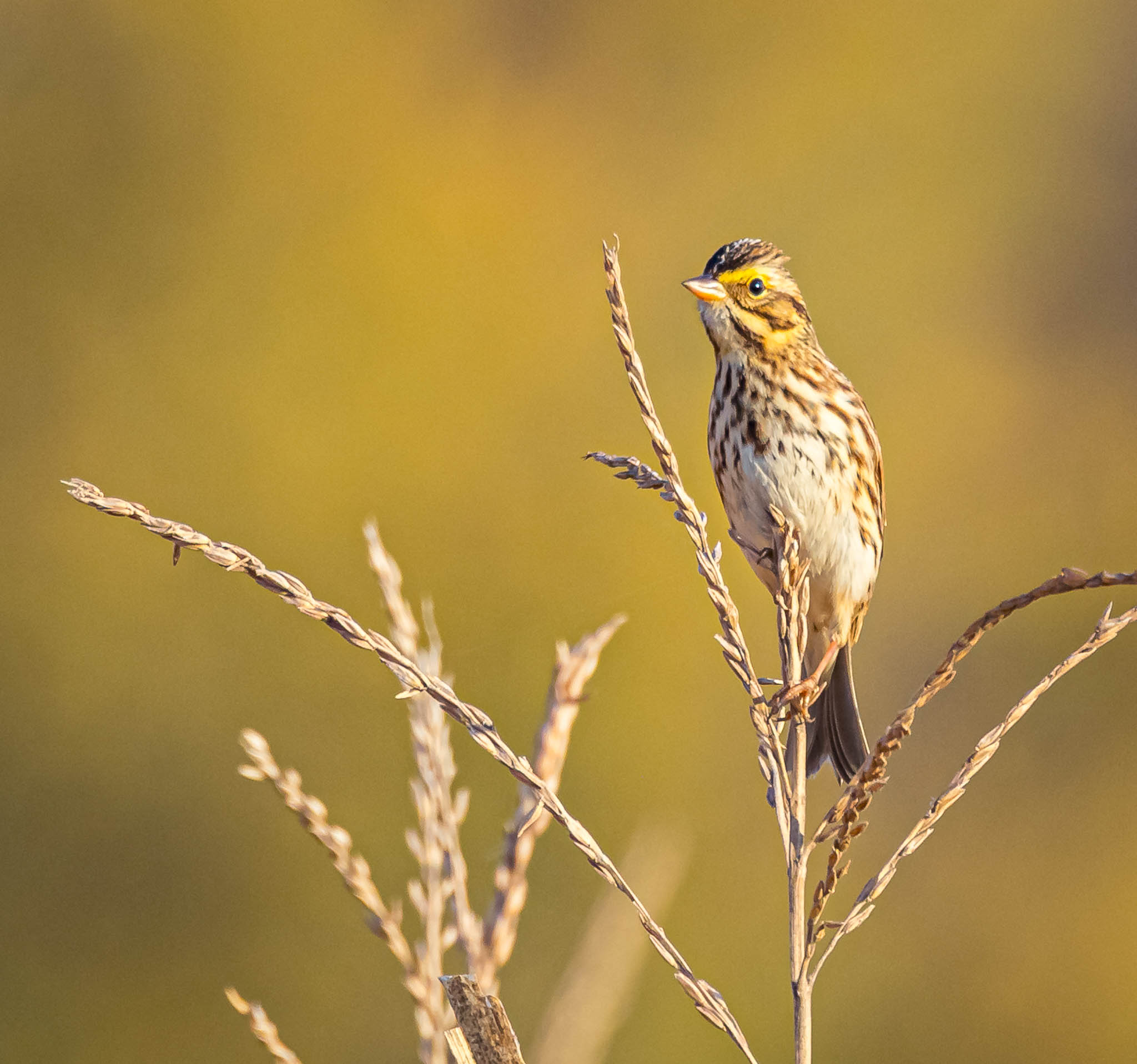 Savannah Sparrow