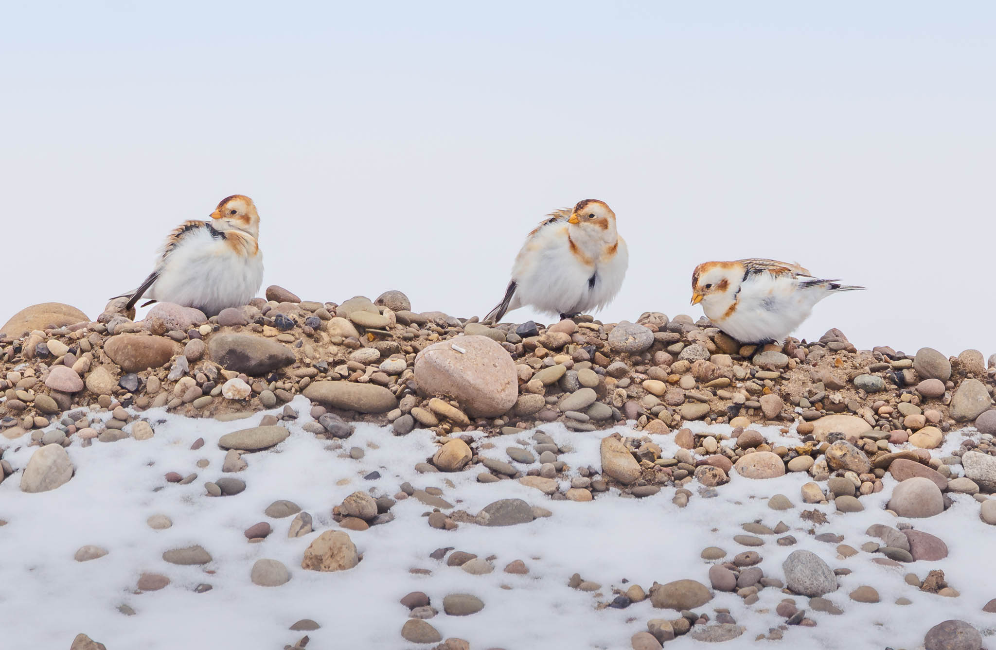 Snow Buntings