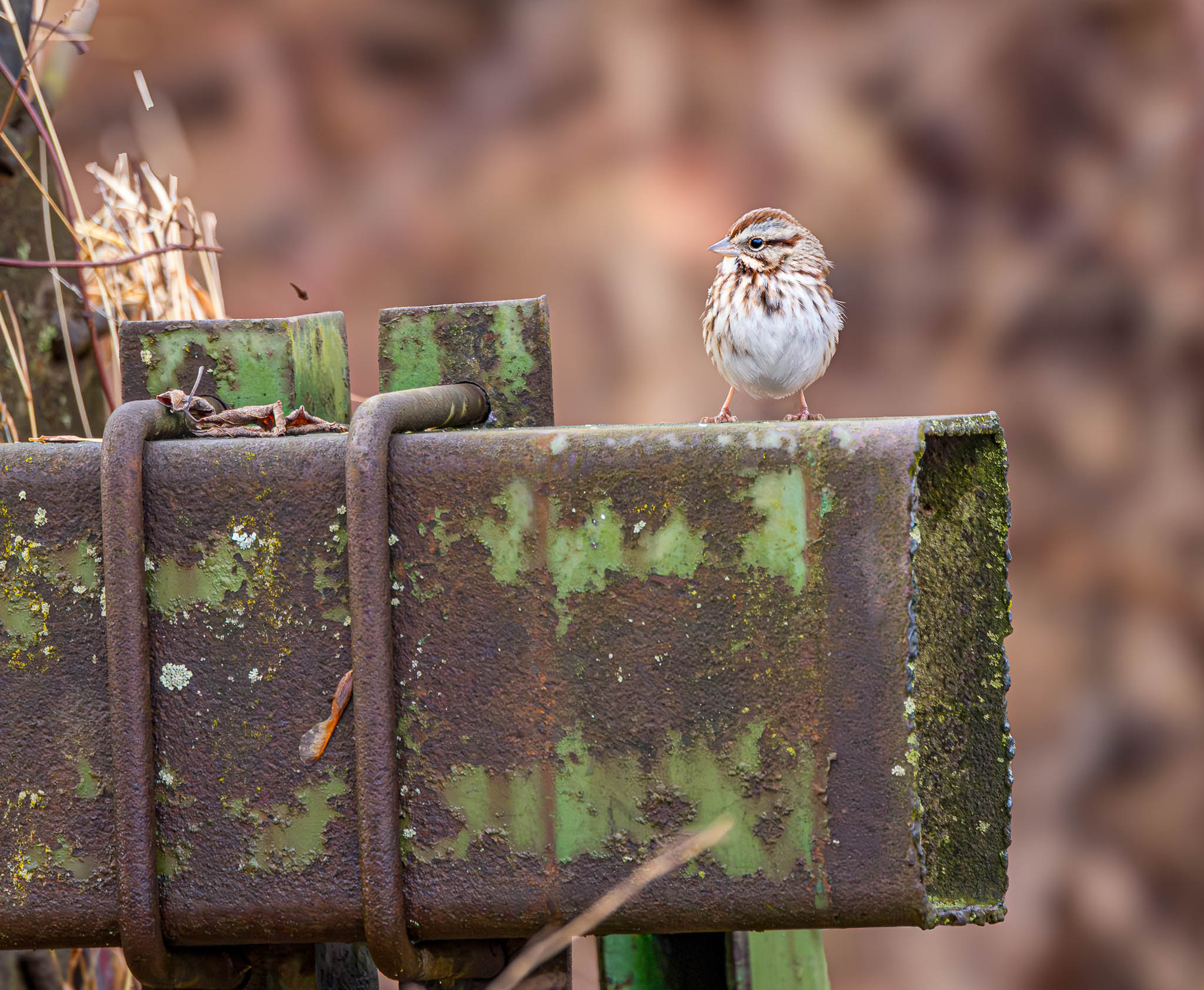 Song Sparrow