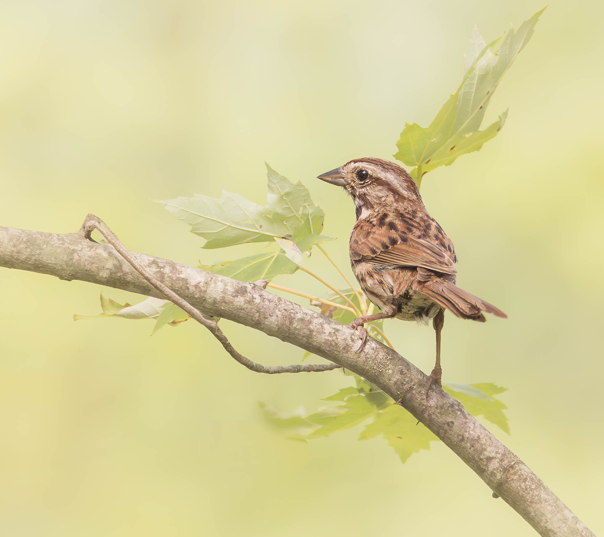 Song Sparrow