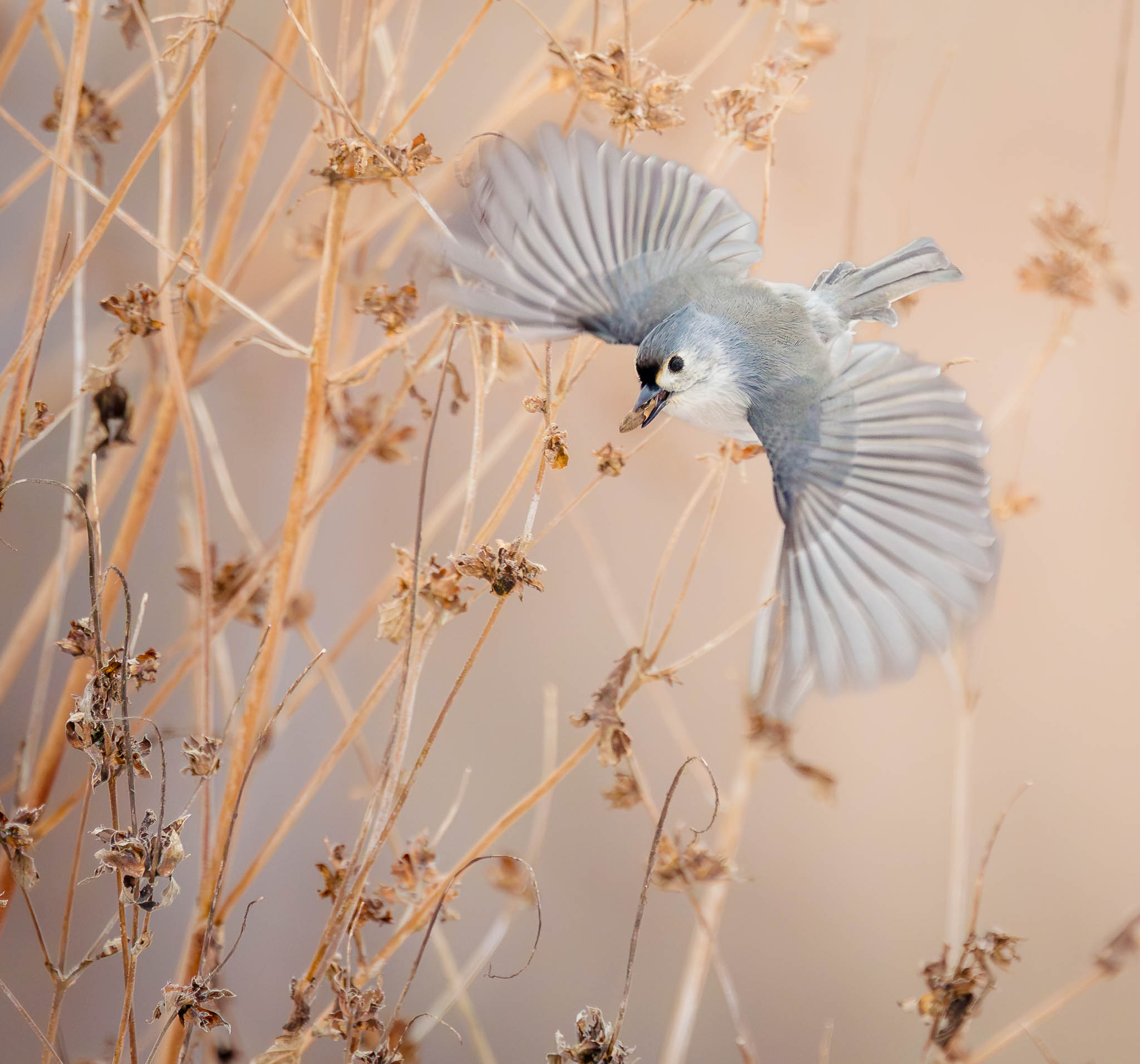 Tufted Titmouse