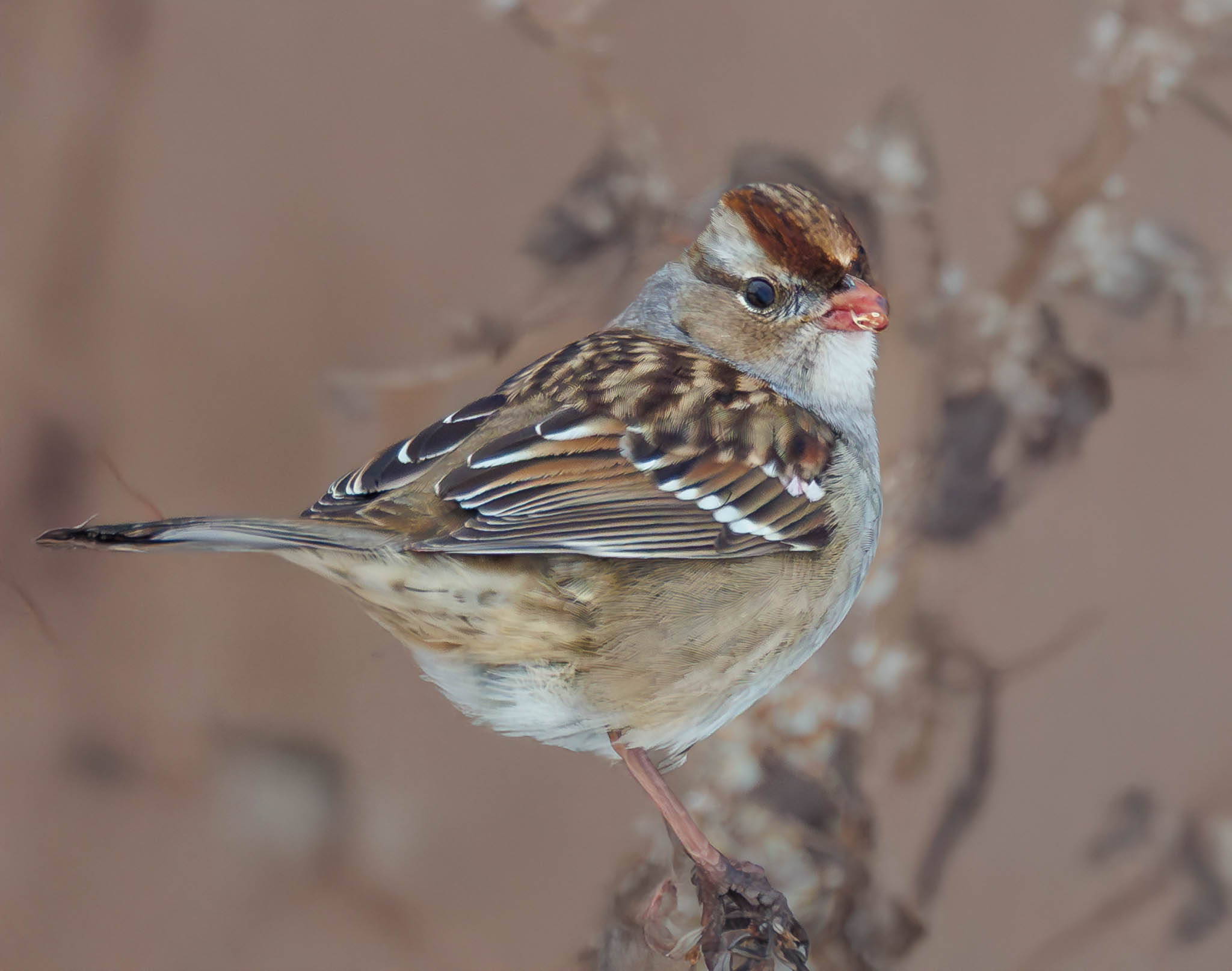 White Crowned Sparrow