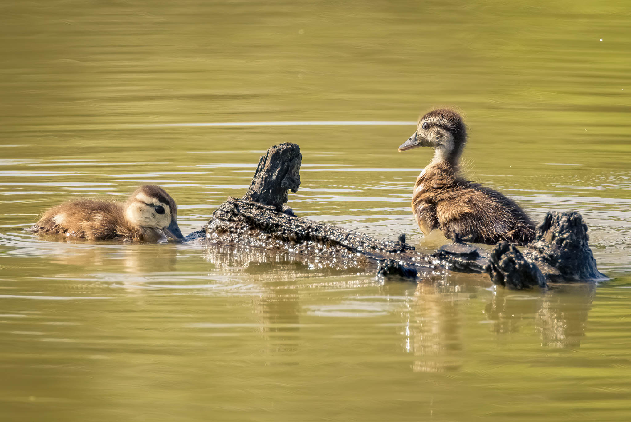 Wood Duck Ducklings