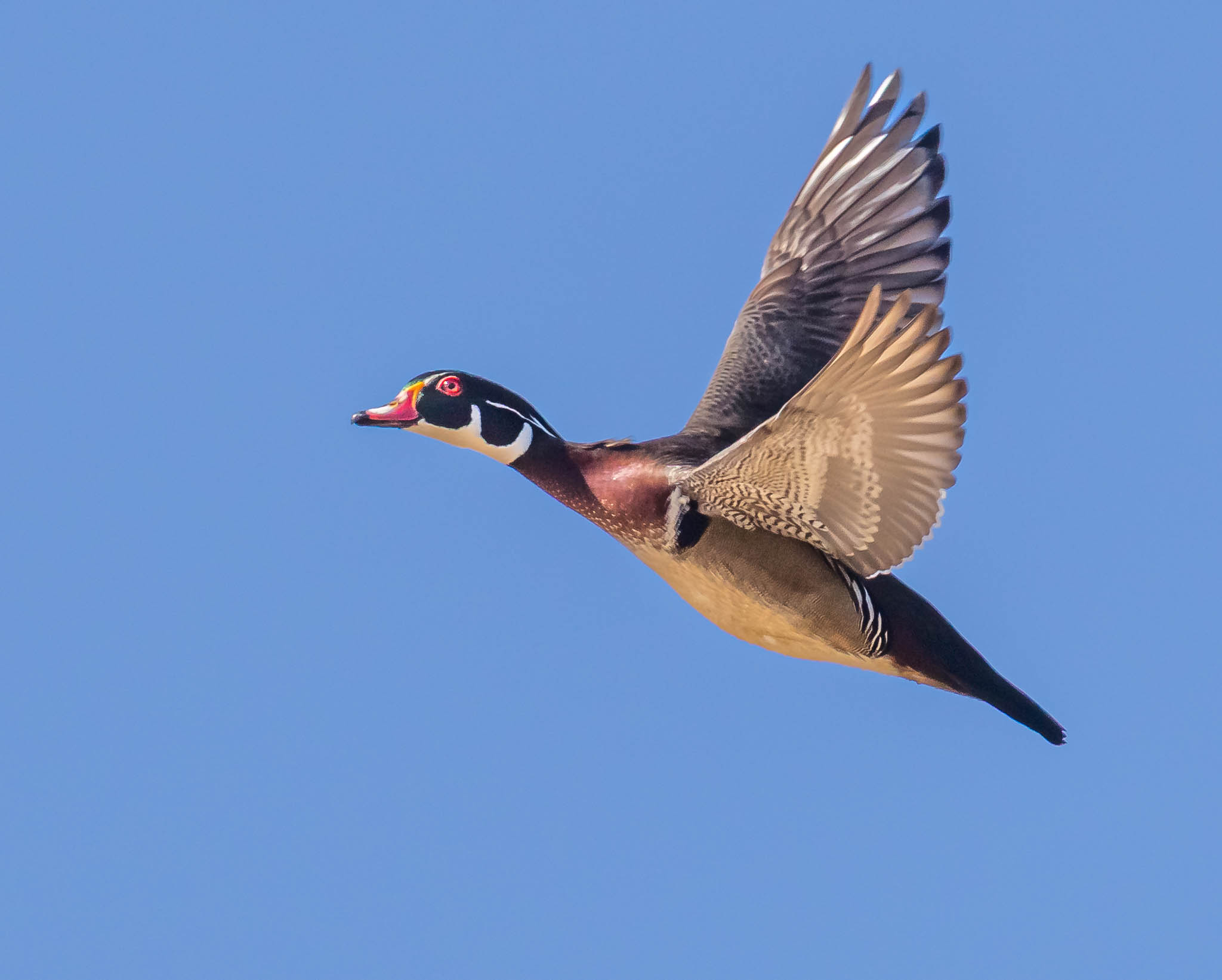 Wood Duck