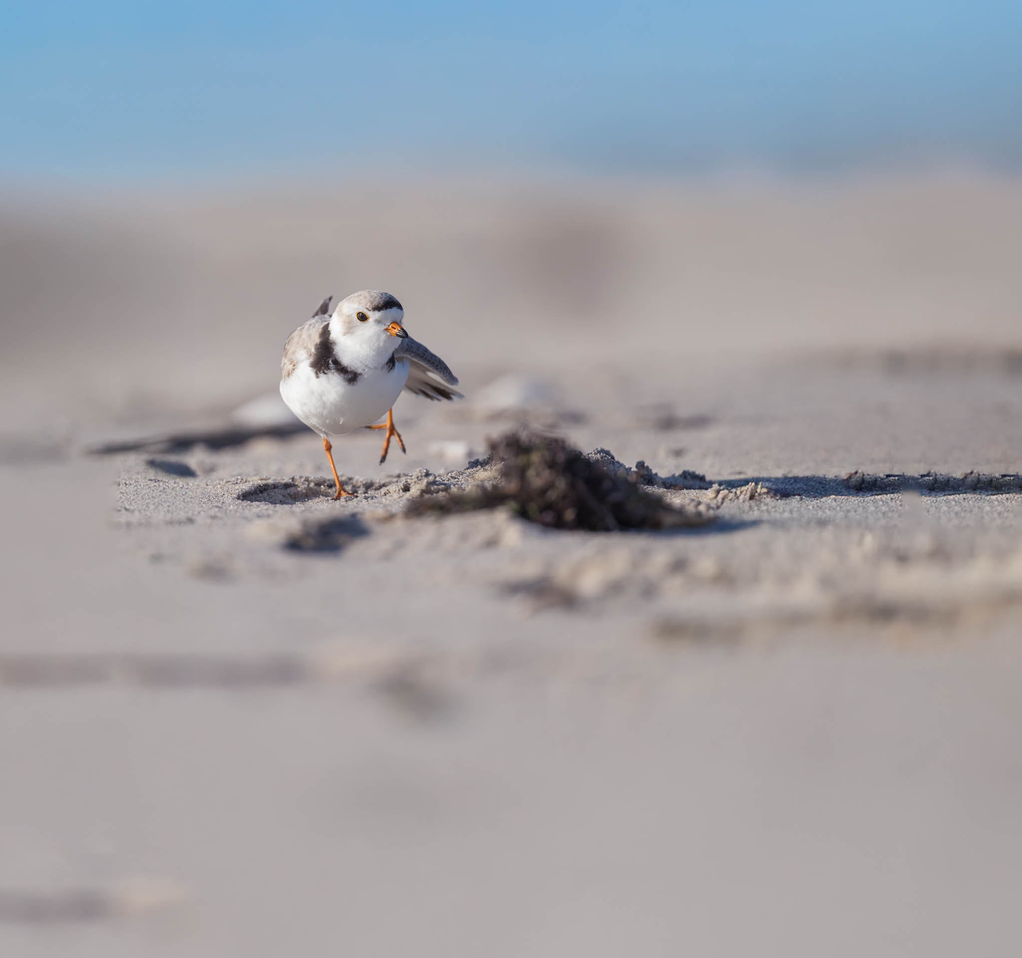 Barnegat Lighthouse State Park