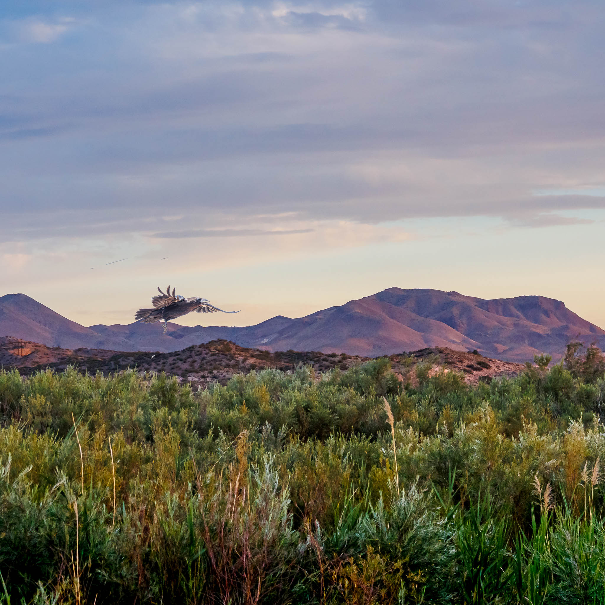 Bosque del Apache