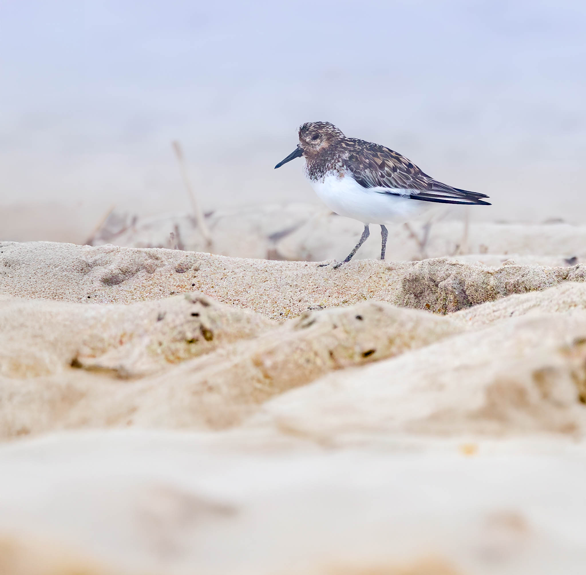 Cape Henlopen State Park