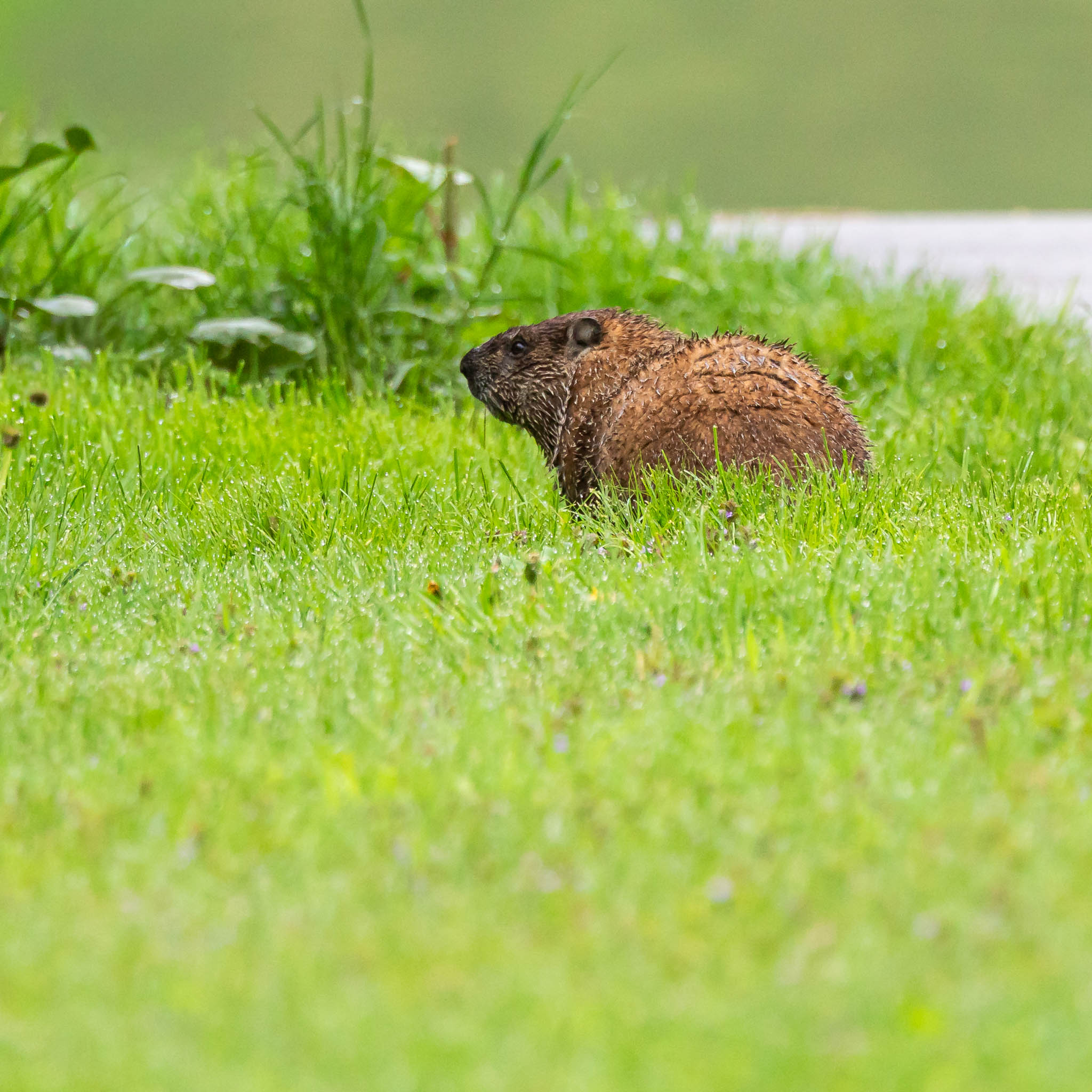 Hunlock Creek & Warrior Trail