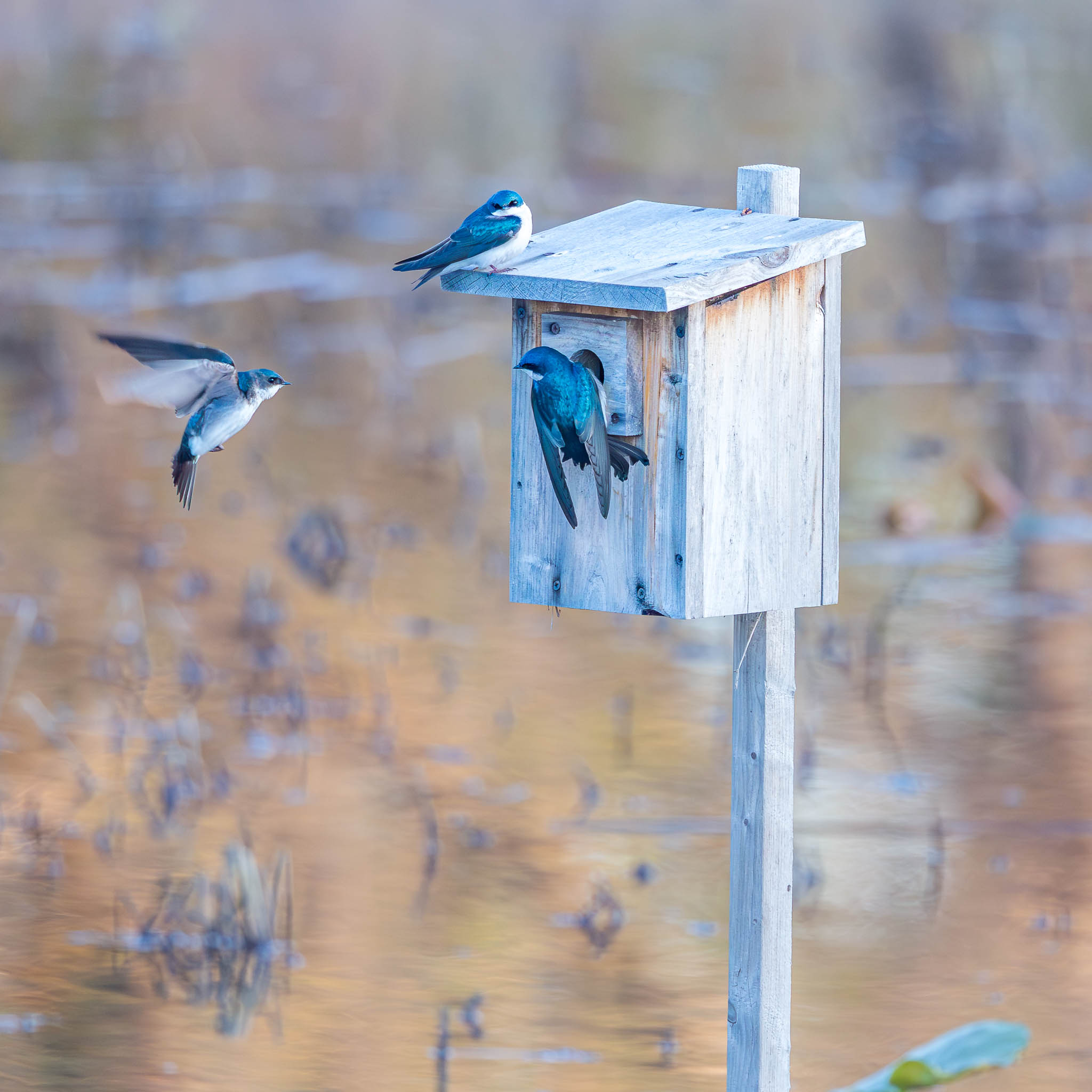 John Heinz National Wildlife Refuge