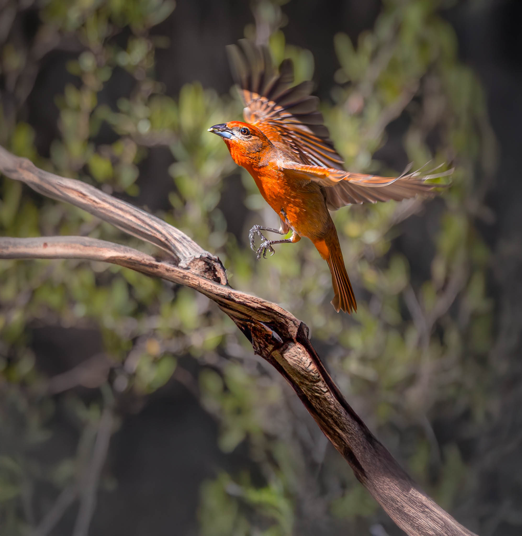 Madera Canyon Arizona