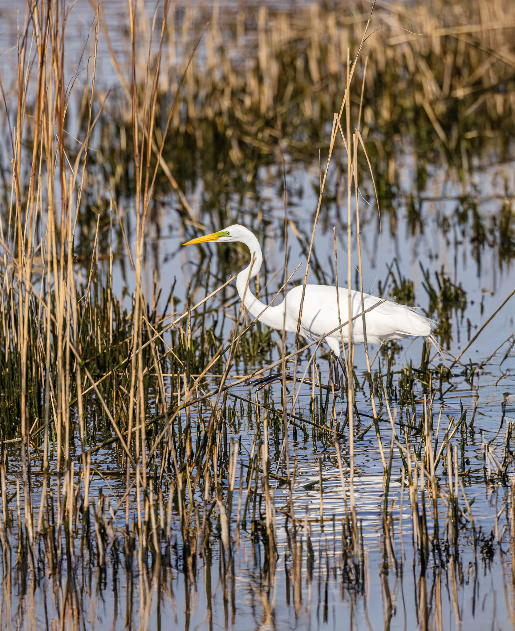 Milford Point Connecticut Audubon