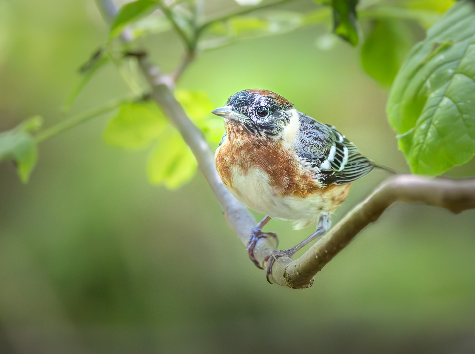 Ohio - Best Week in American Birding Festival