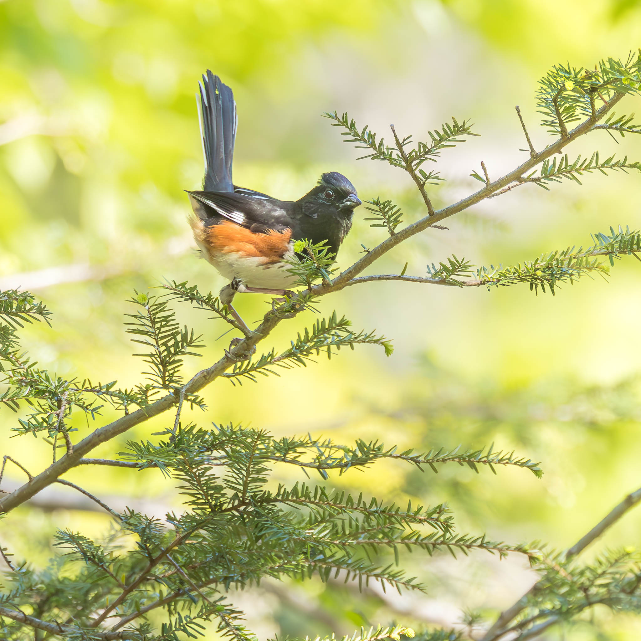 Penn Forrest Carbon County