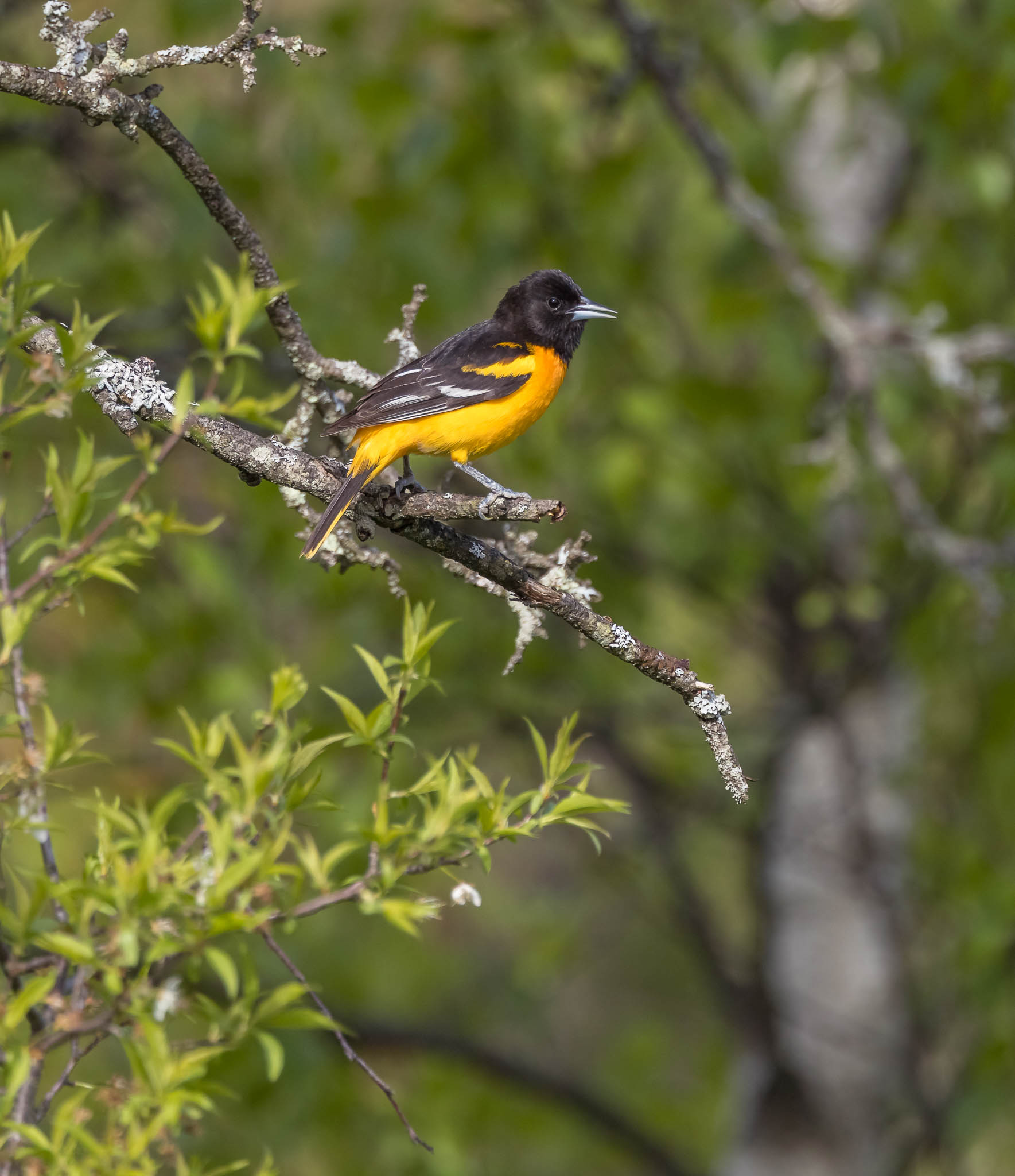 Ricketts Glen State Park