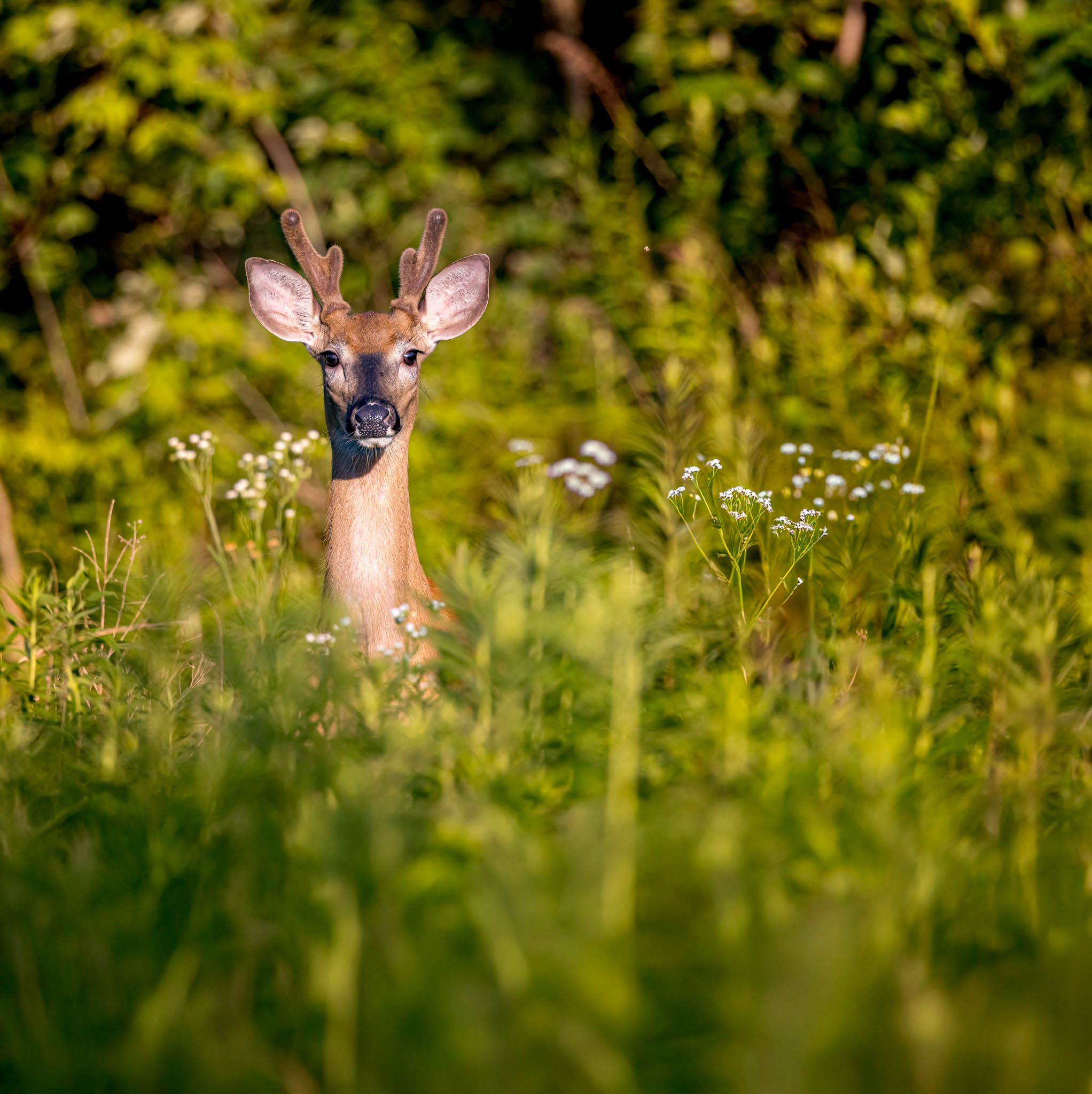 State Game Lands Pennsylvania
