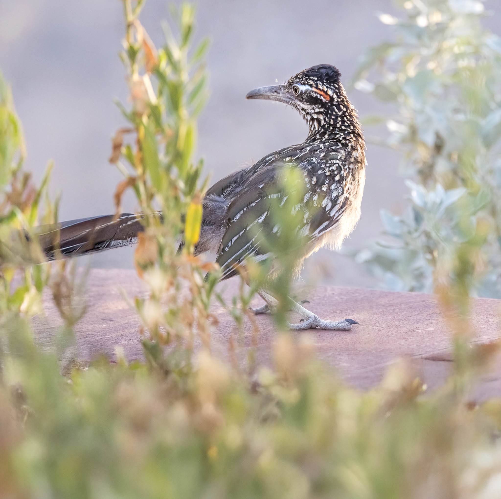 Sweetwater Wetlands Park