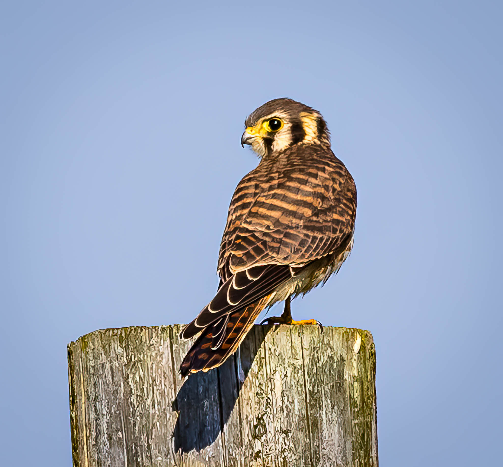 American Kestrel