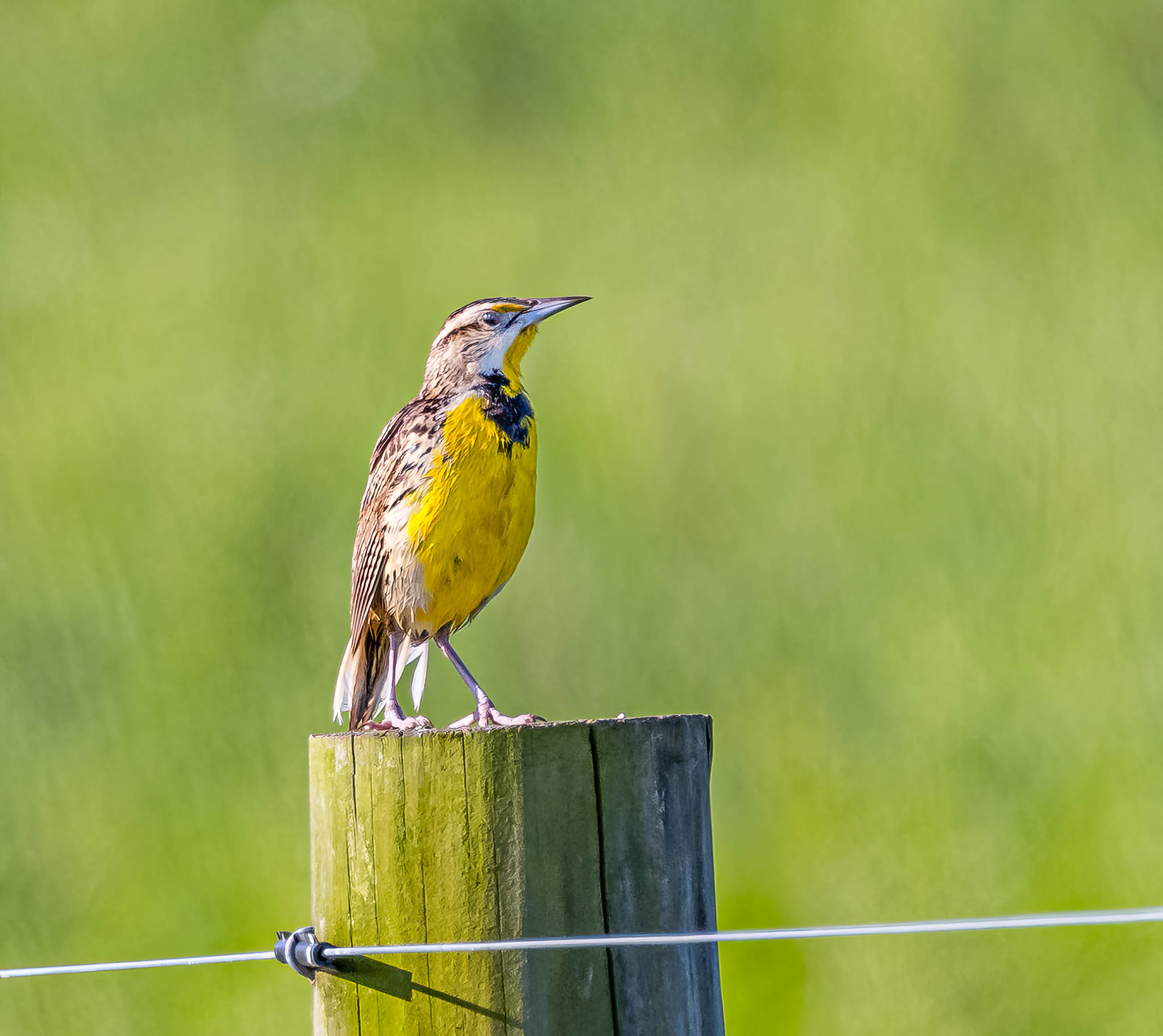 Eastern Meadowlark