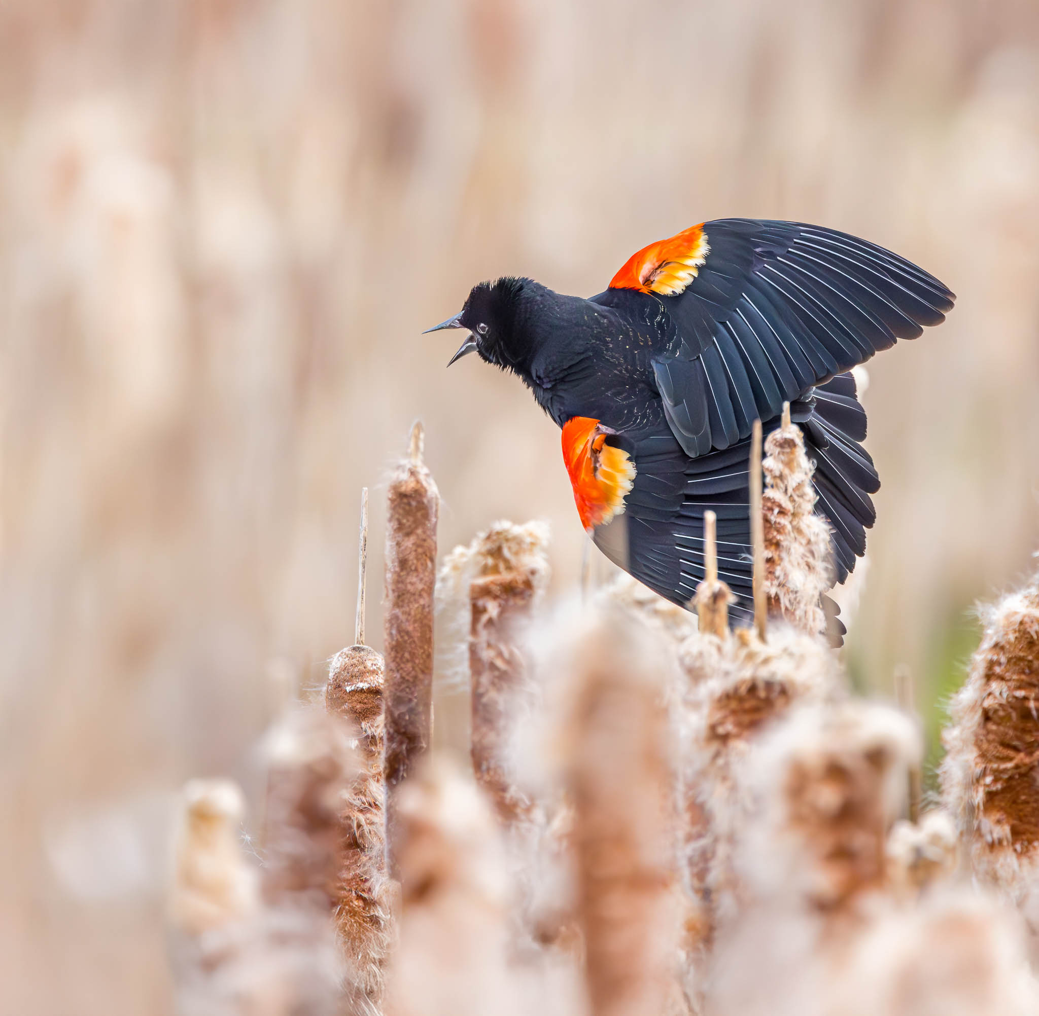 Red-winged Blackbird