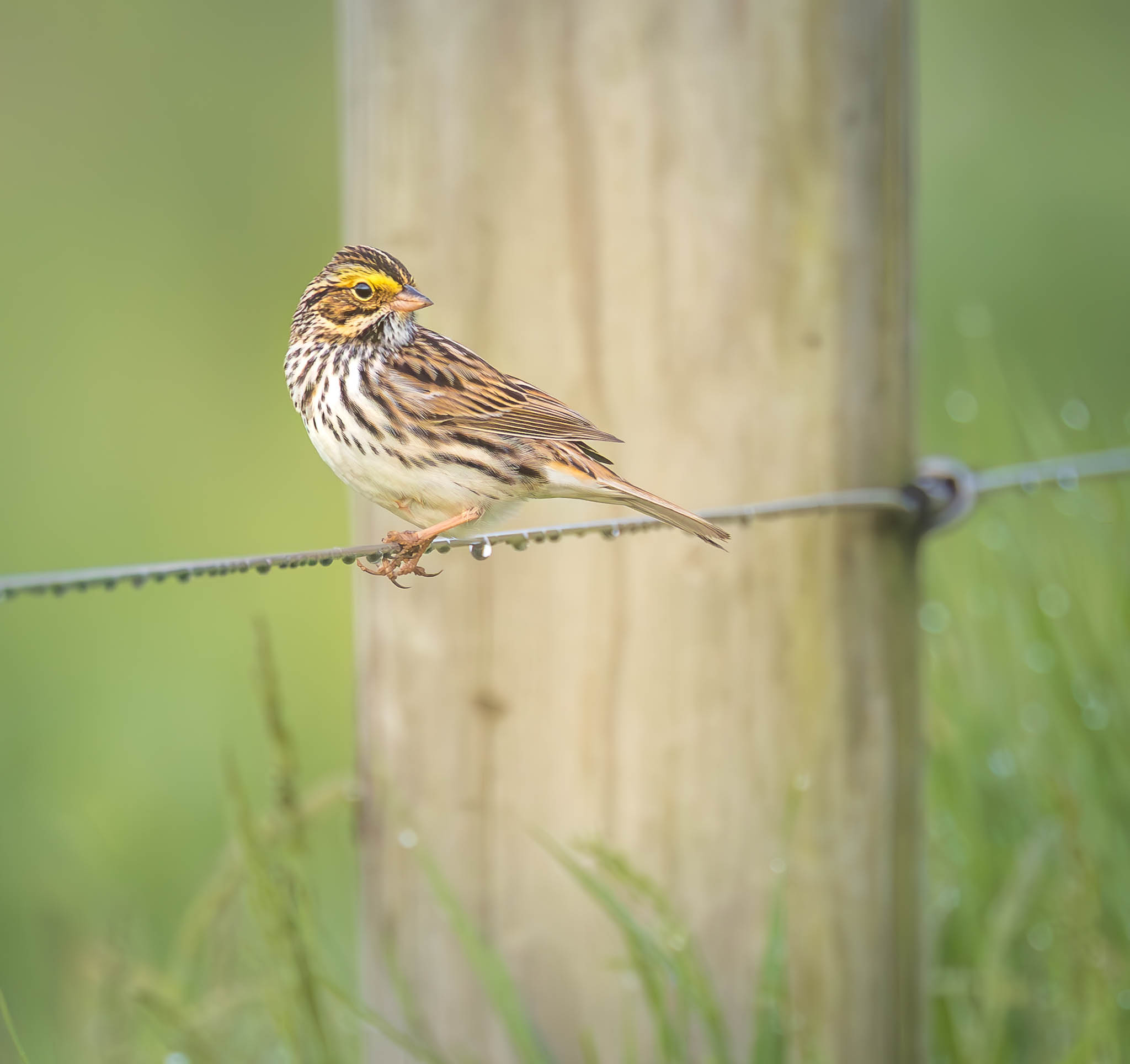 Savannah Sparrow